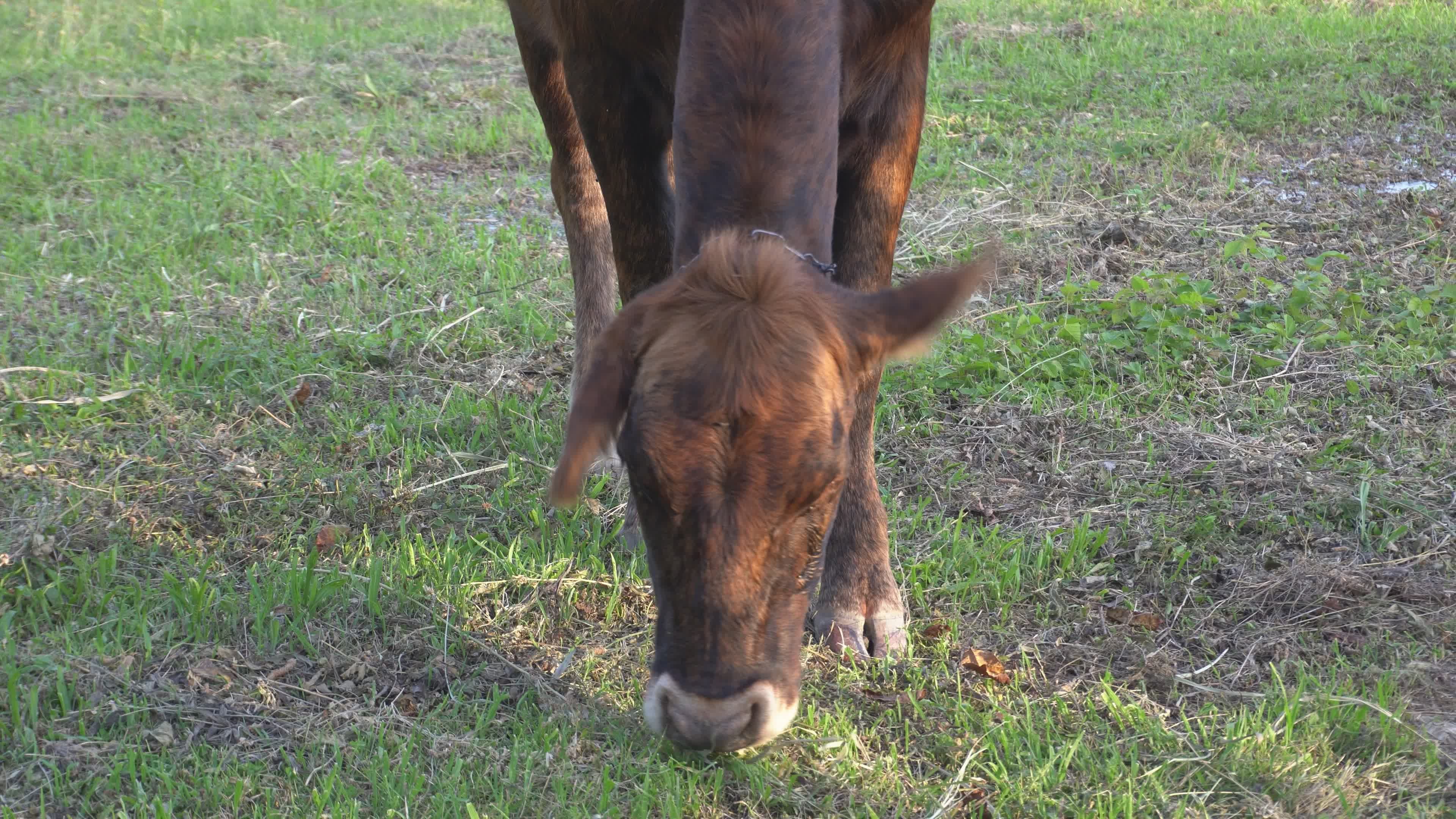 Young Brown Cow Grazing on Green Pasture Free Stock Video Footage ...