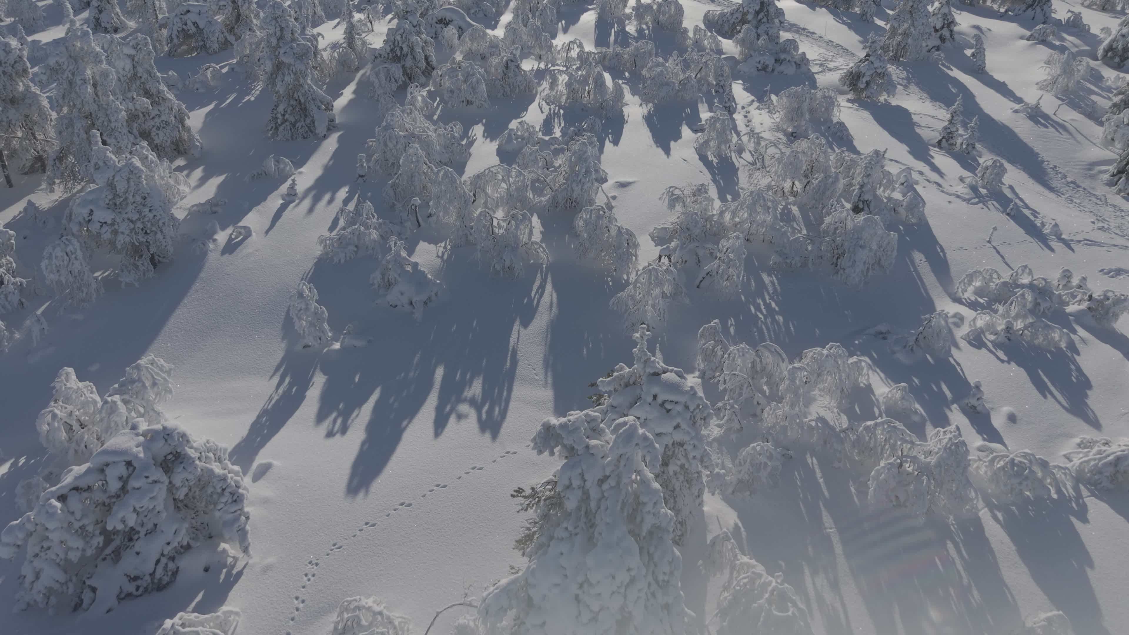 Stunning Aerial View of Snowy Winter Forest Free Stock Video Footage ...