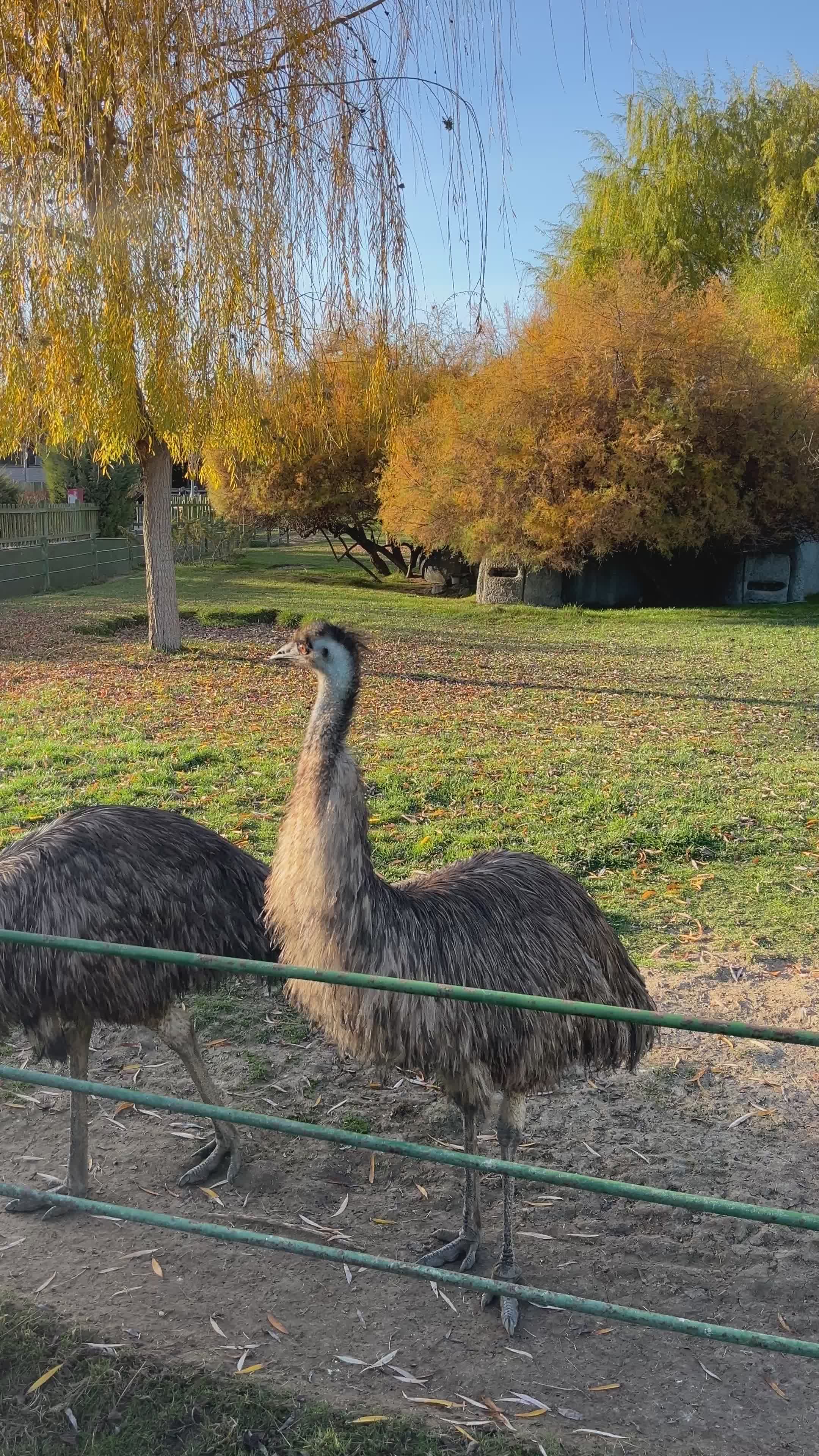 Peaceful Emus Enjoying a Sunny Day in Autumn Free Stock Video Footage ...