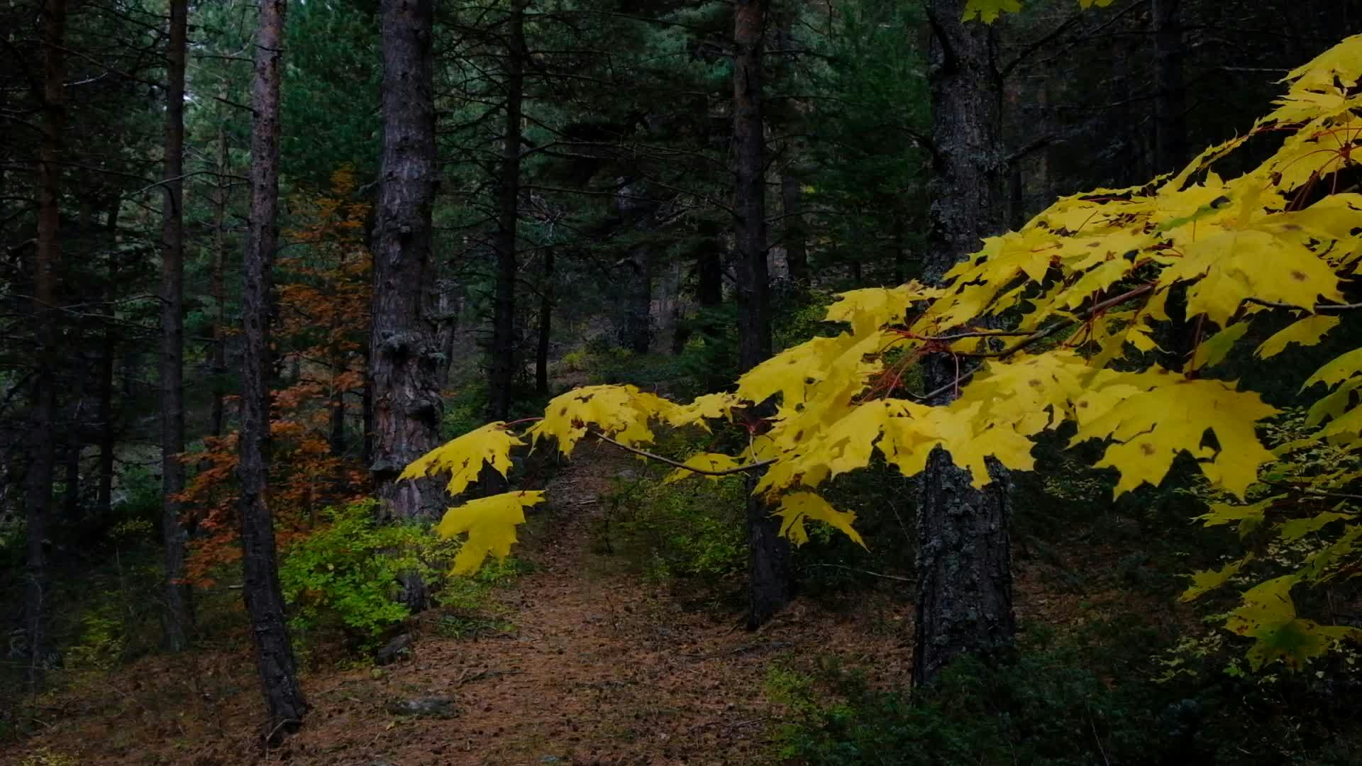 Video by Erhan Anbar