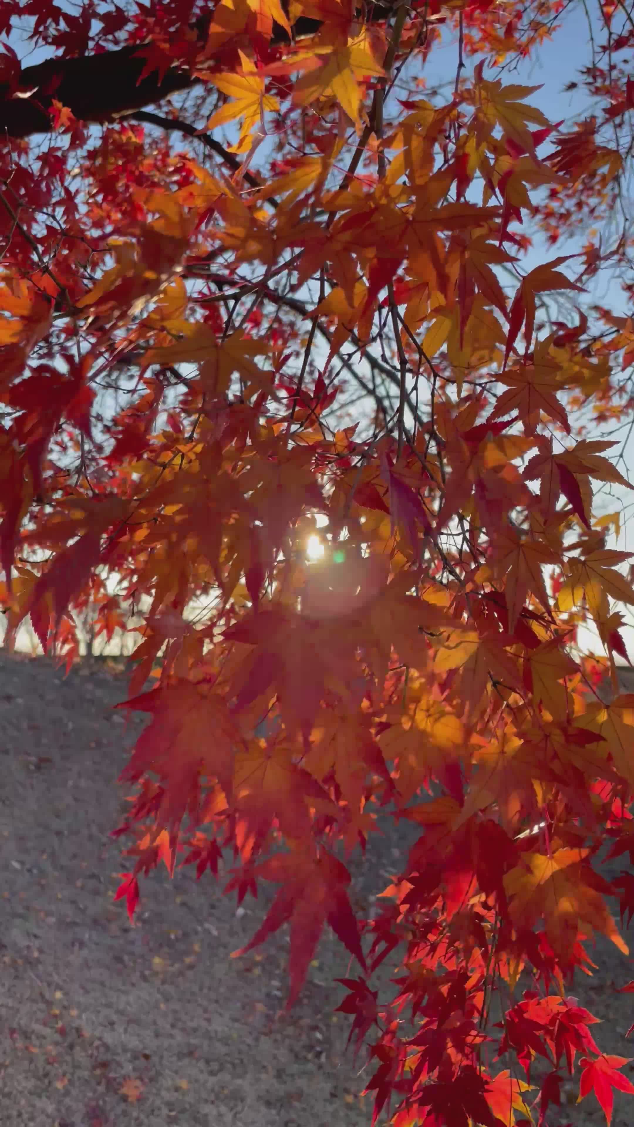vibrant autumn leaves in golden sunlight 34975418 — free pexels stock footage