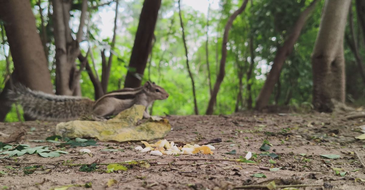 Squirrel Foraging Behavior Squirrel Foraging in a Lush Green Forest Free Stock Video Footage ...