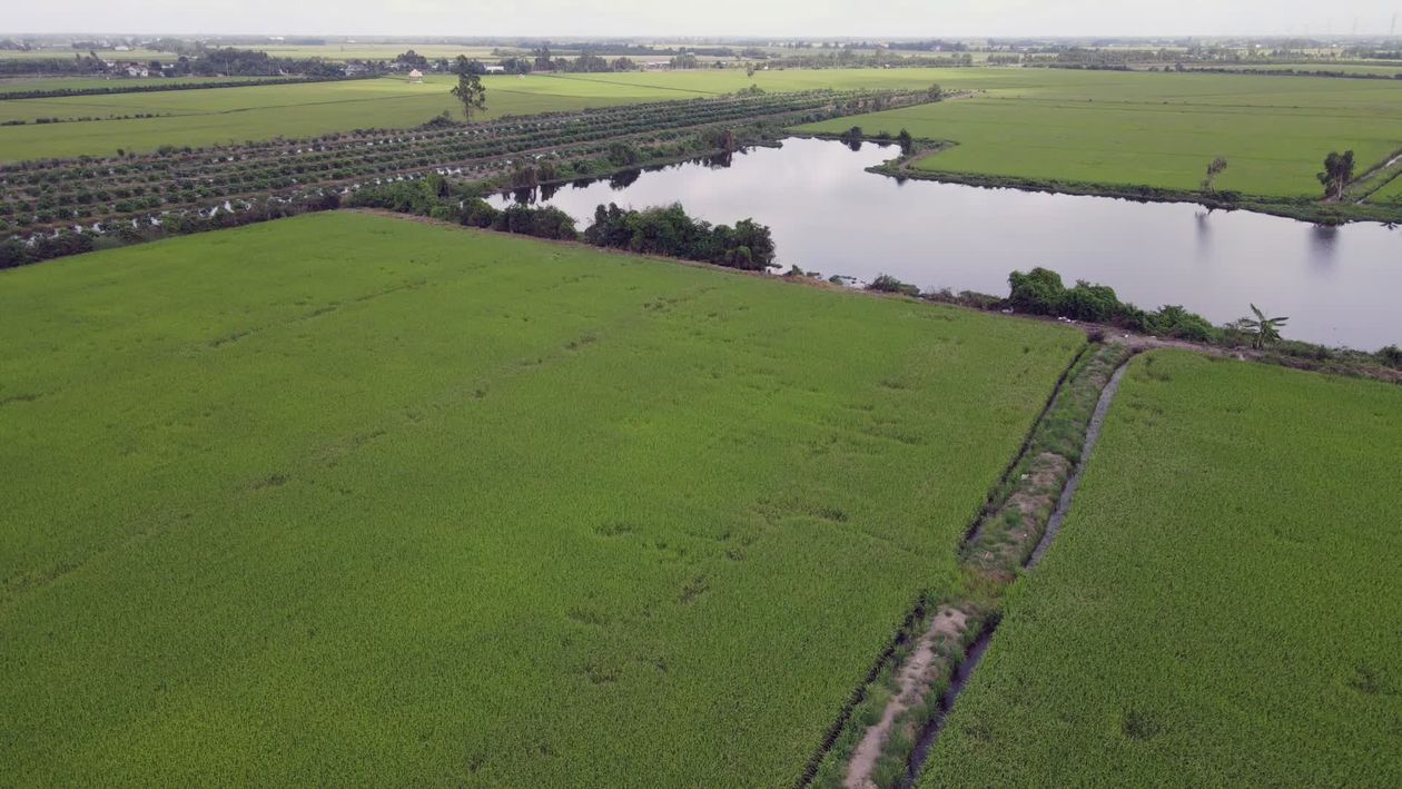 Aerial View of Lush Green Rice Fields Free Stock Video Footage, Royalty ...