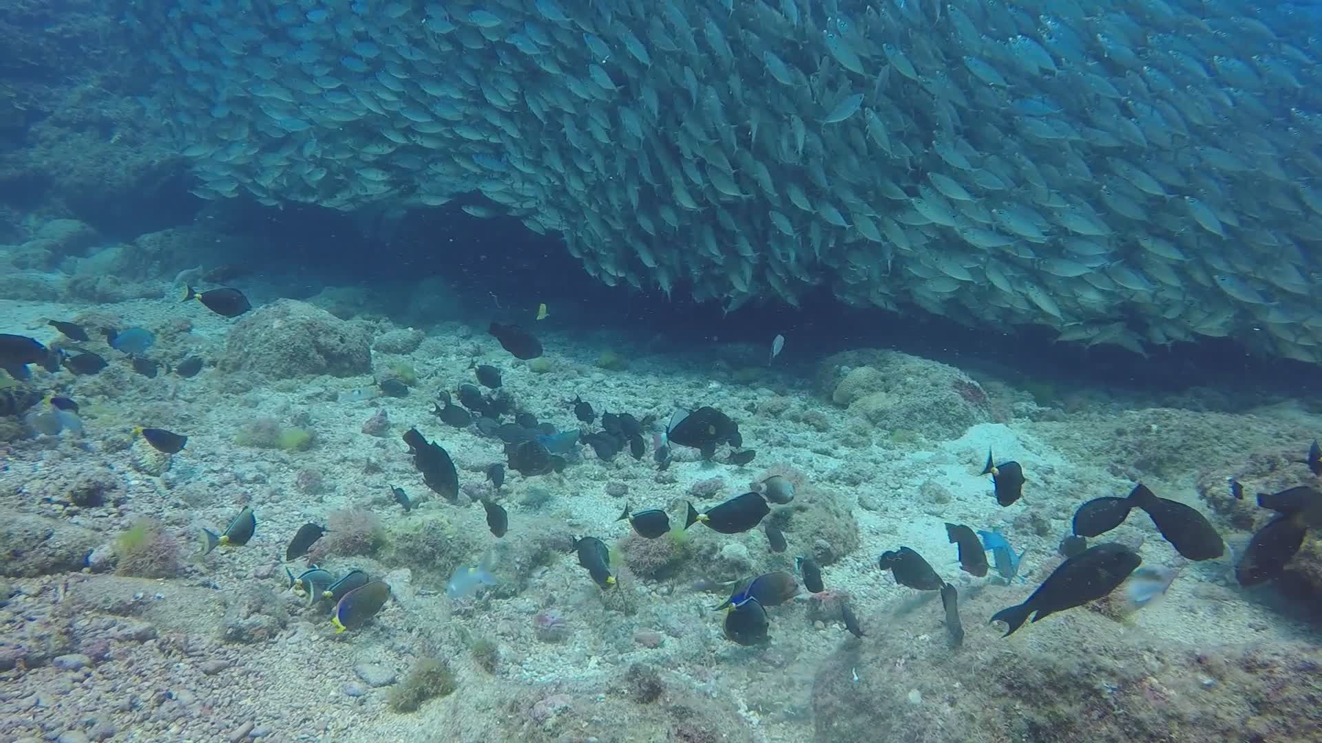 Vibrant Underwater Aquarium with Tropical Fish Free Stock Video Footage ...