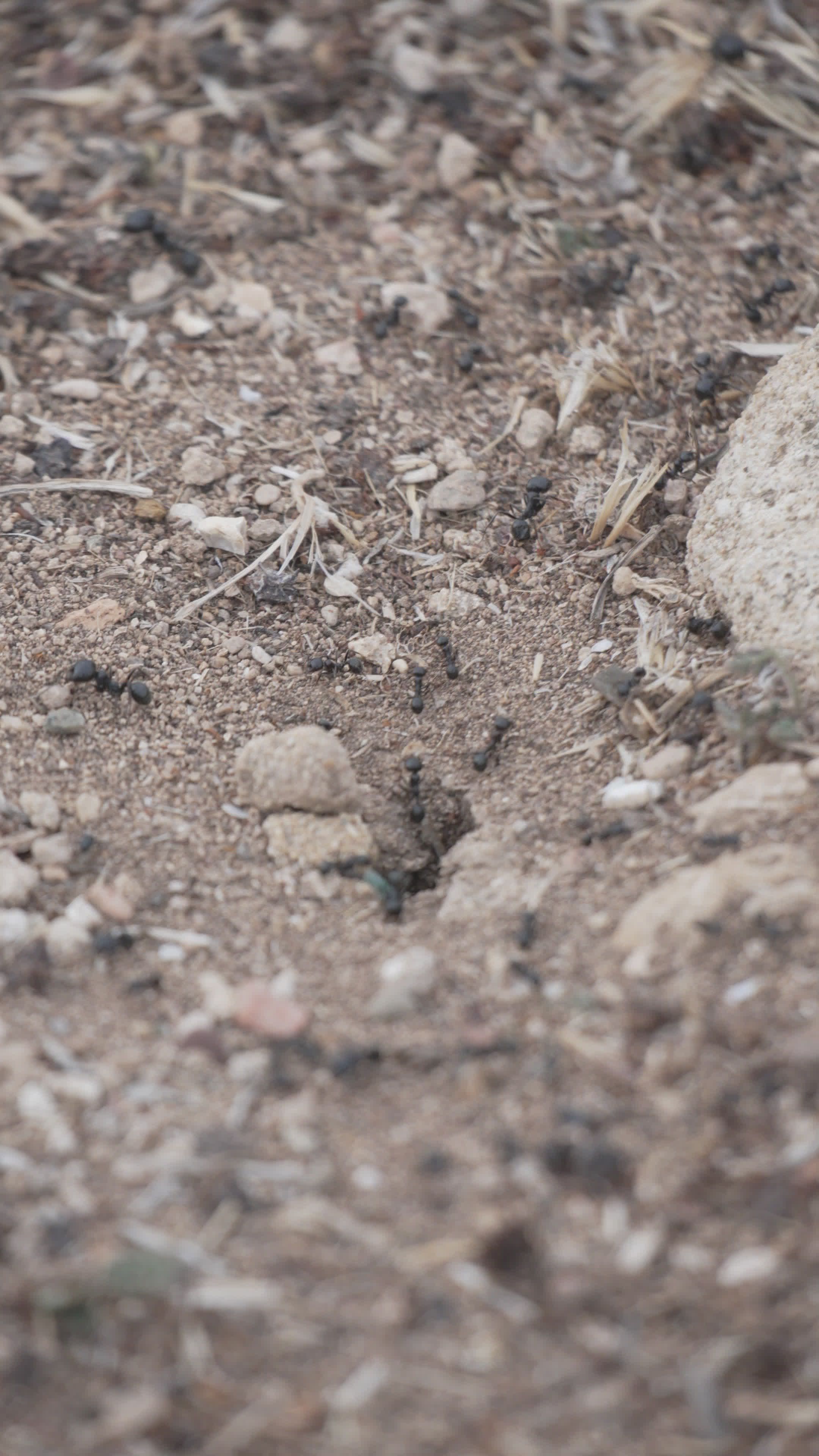 Close-up Footage of Ants in Nature Free Stock Video Footage, Royalty ...