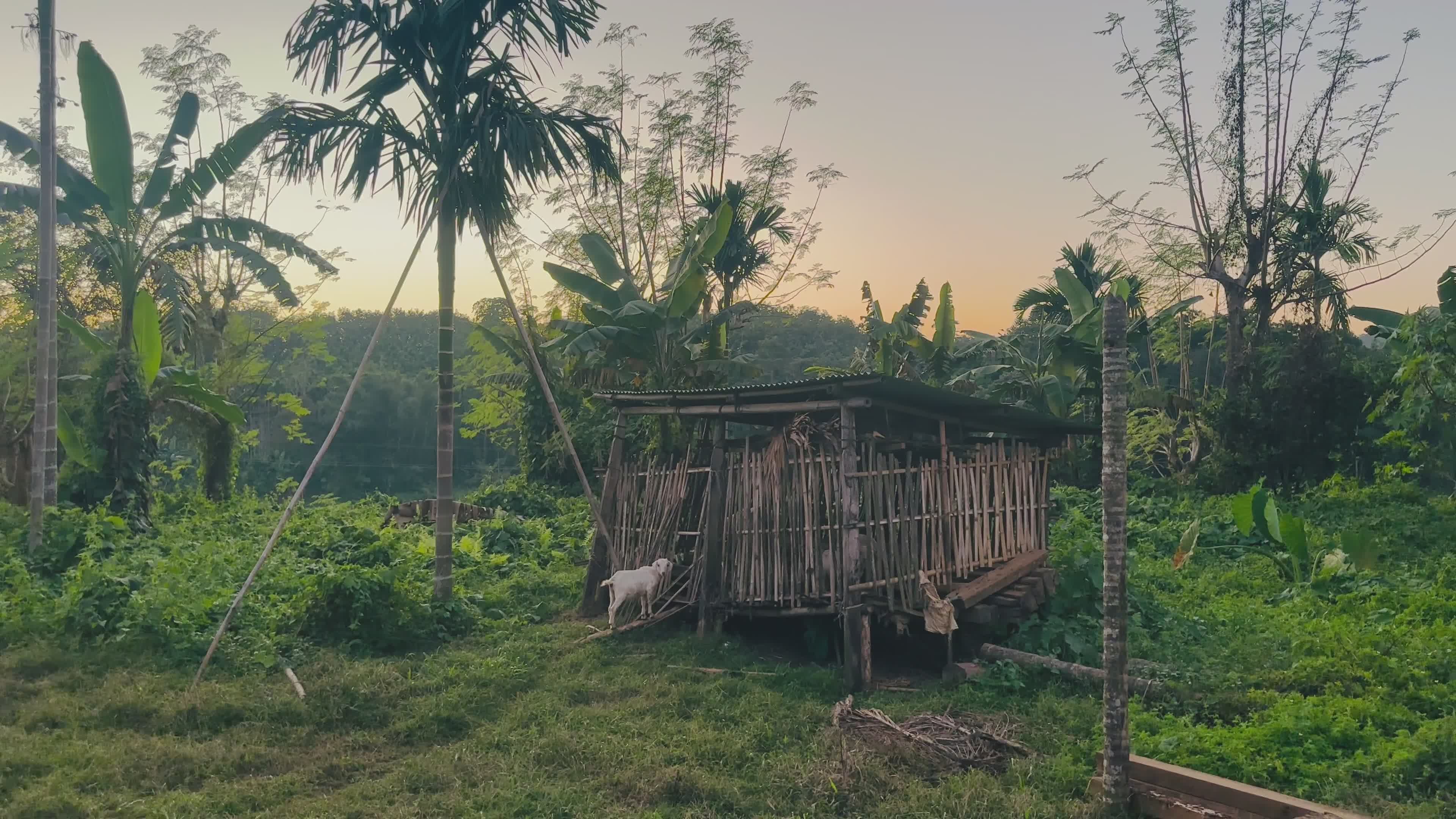 Rustic Jungle Farm with Goats at Dawn Free Stock Video Footage, Royalty ...