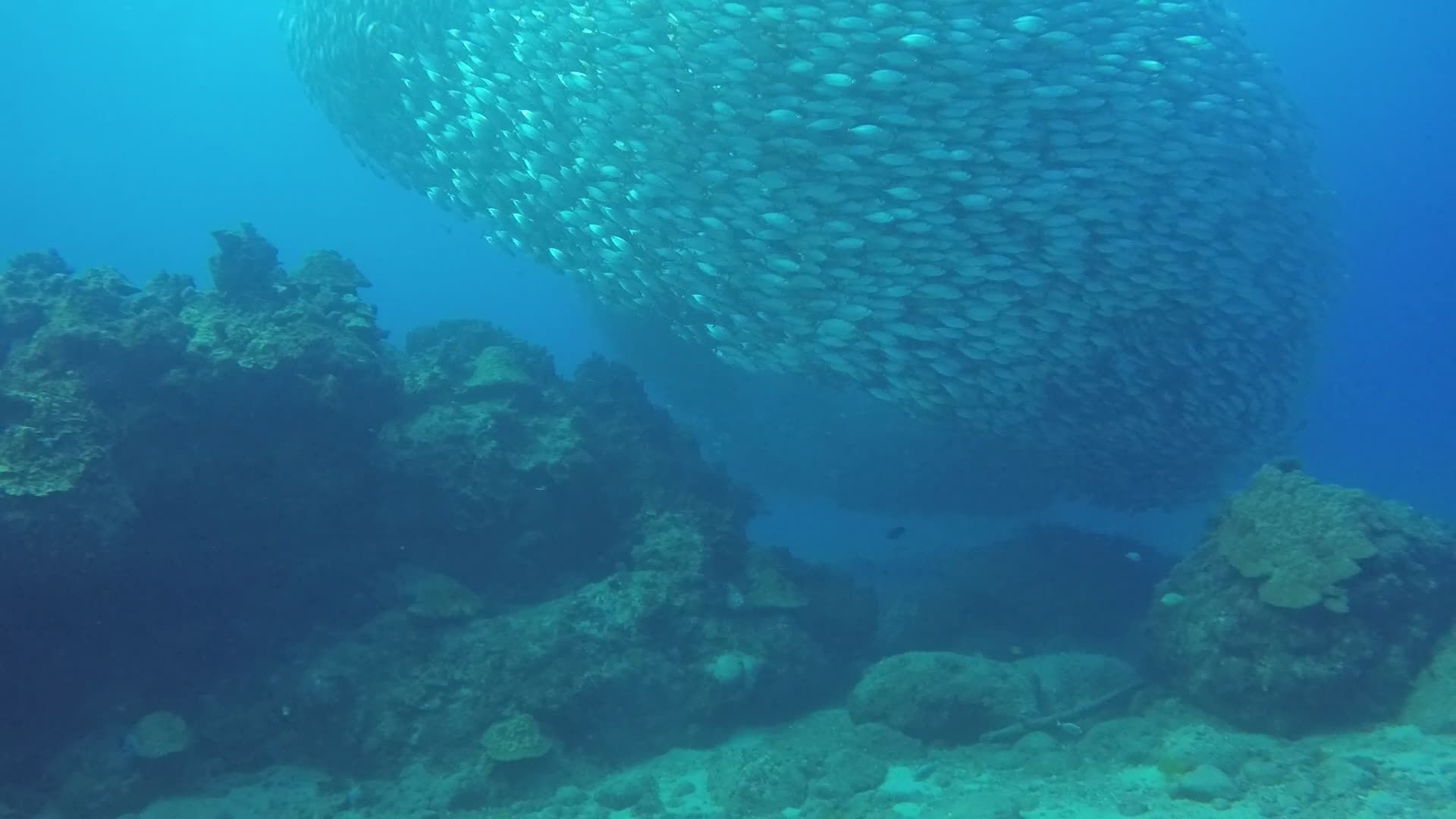 Mesmerizing Underwater Shoal of Fish Free Stock Video Footage, Royalty ...