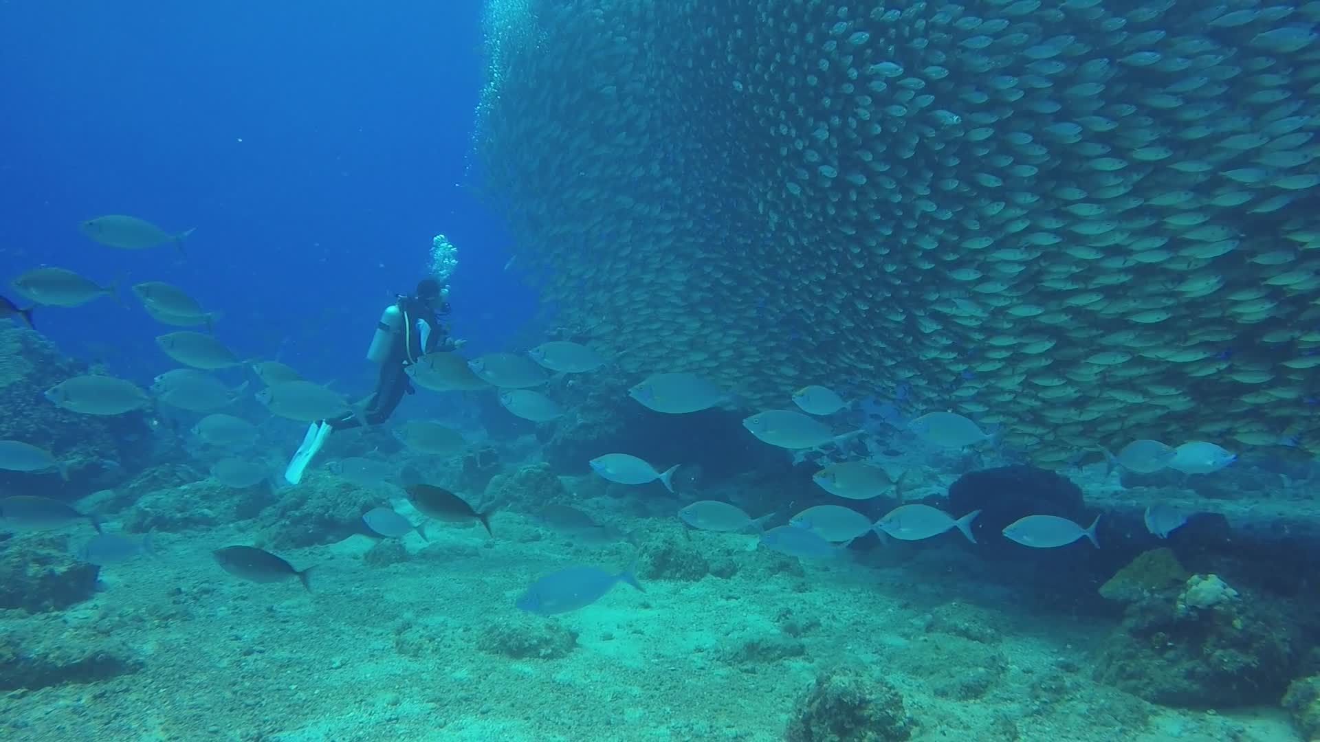 Underwater Diver Exploring Vibrant Fish Shoal Free Stock Video Footage ...