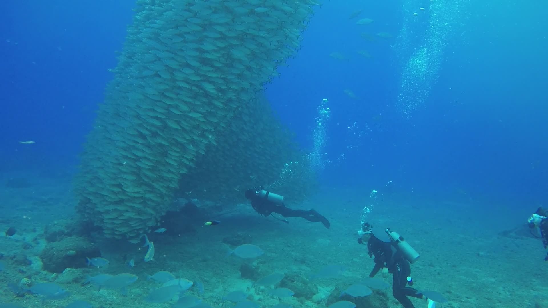 Majestic Underwater Dive with School of Fish Free Stock Video Footage ...
