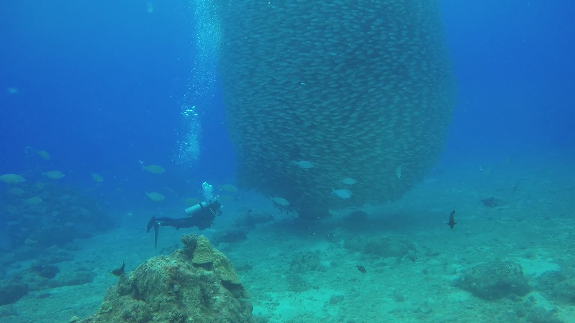 Diver Observing Massive School of Fish Underwater Free Stock Video ...