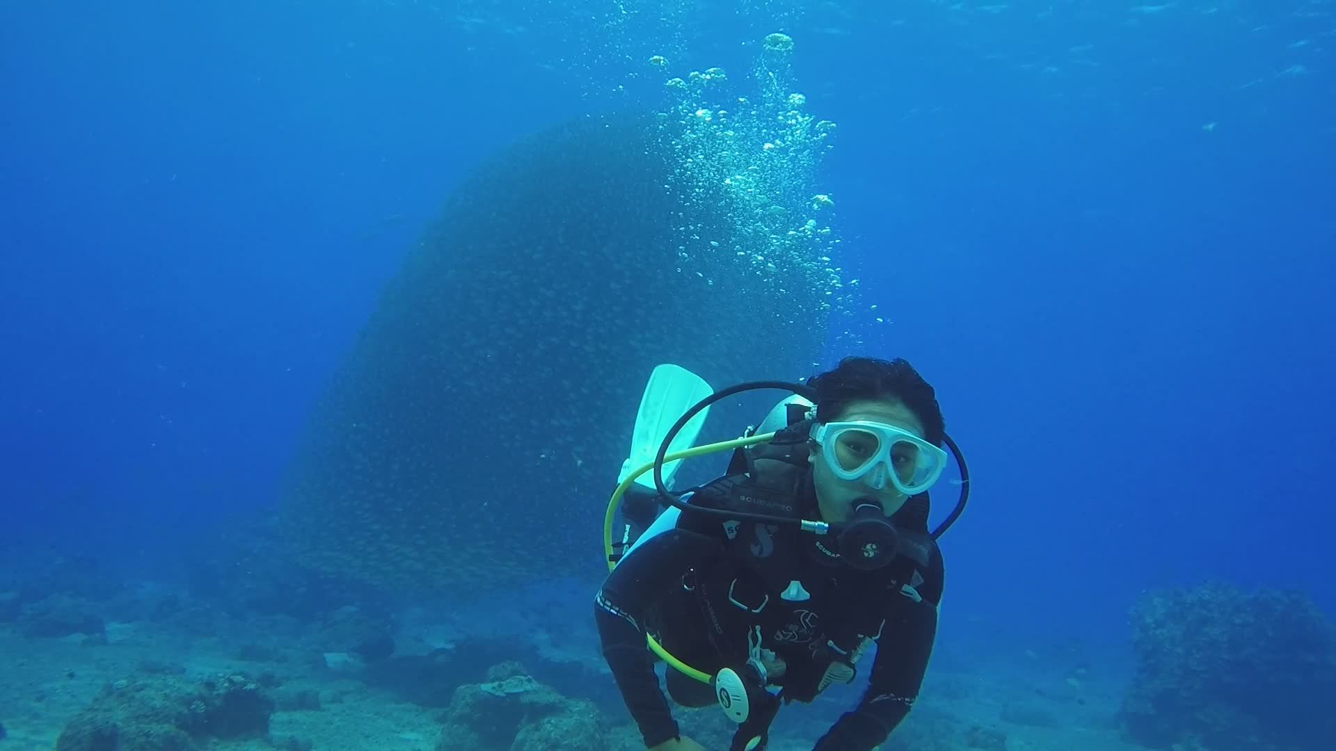 Scuba Diver Exploring Vibrant Coral Reefs Free Stock Video Footage ...