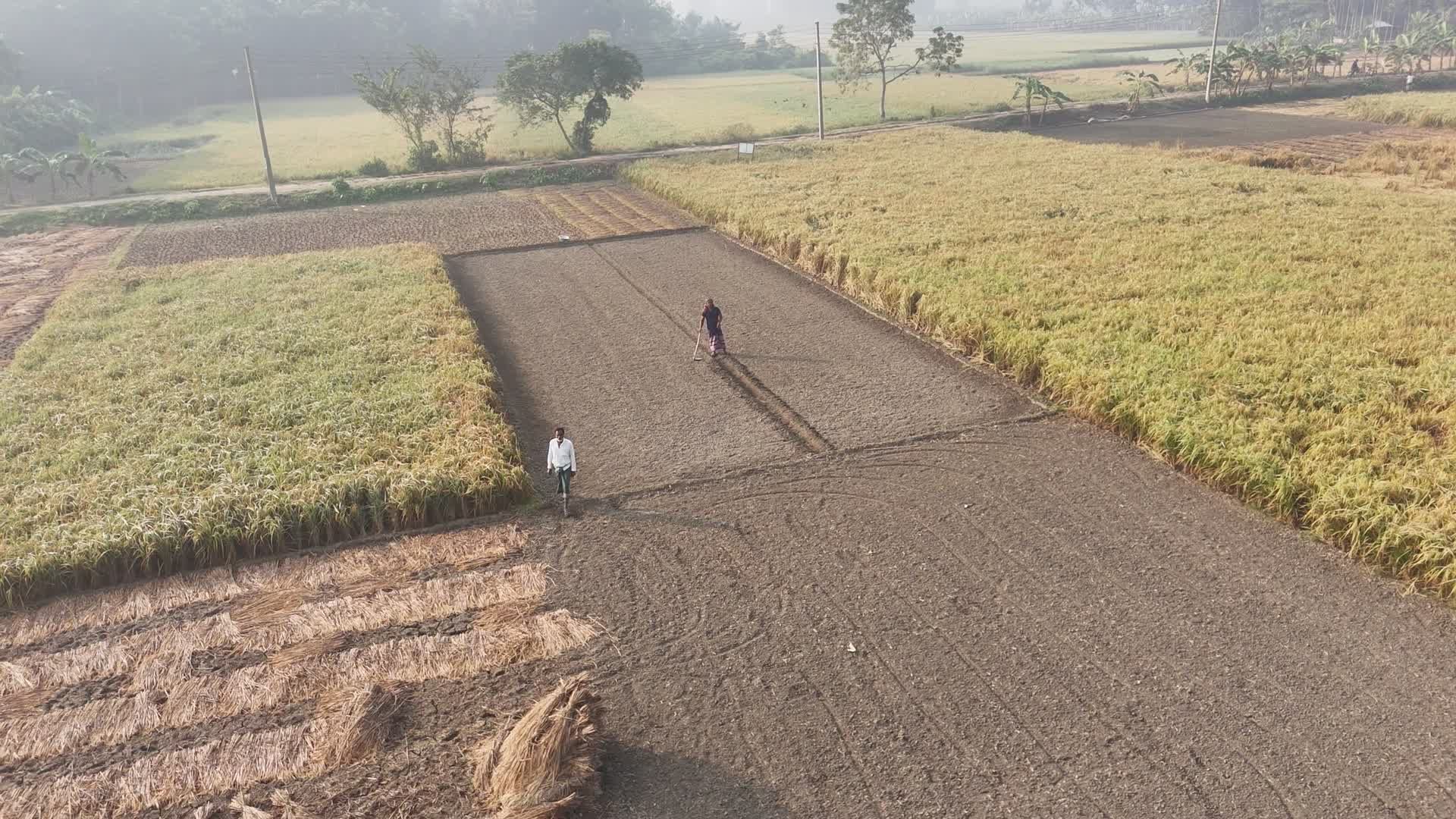 Aerial View of Farmers in a Rice Field Free Stock Video Footage ...