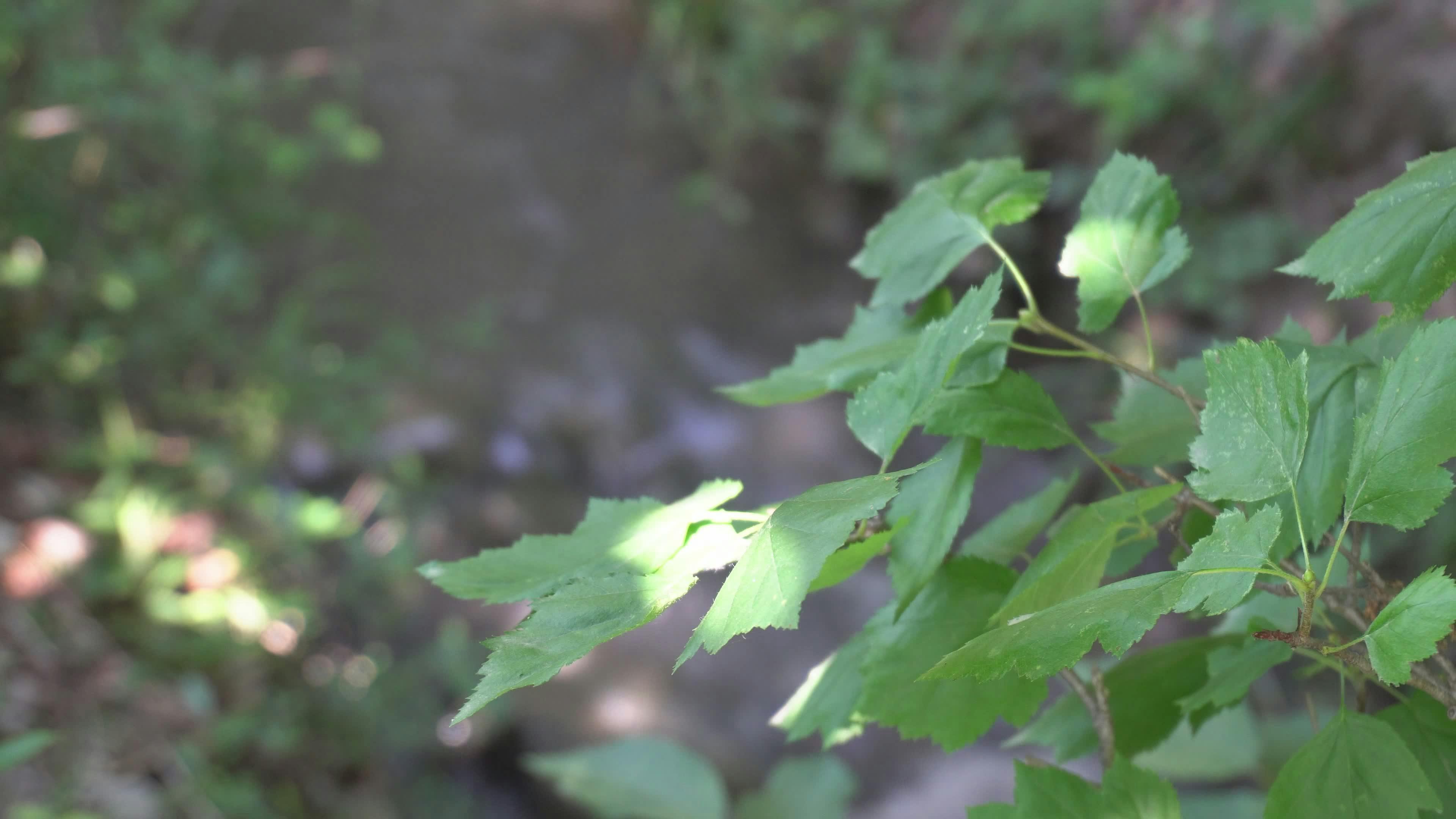 Video by Zulfugar Karimov