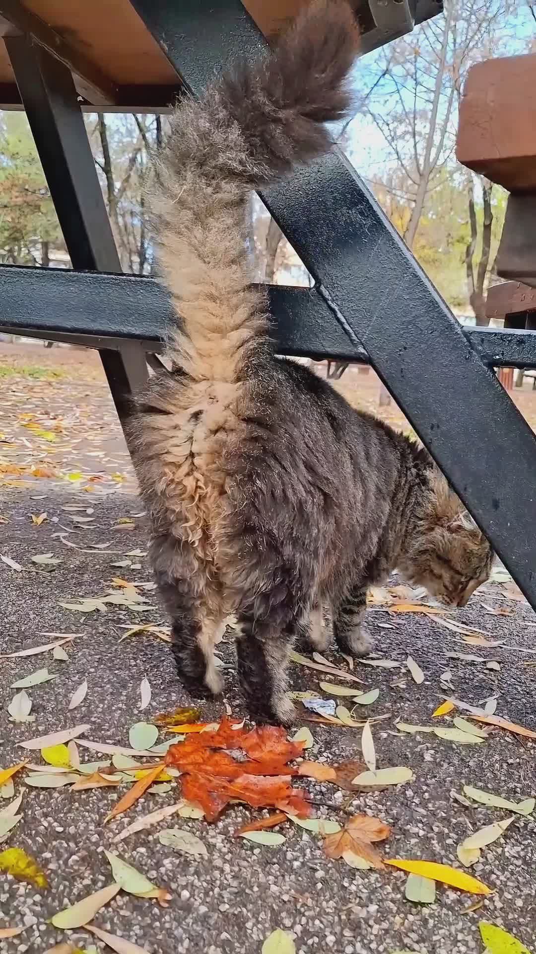 Fluffy Cat Relaxing on Park Bench in Autumn Free Stock Video Footage ...