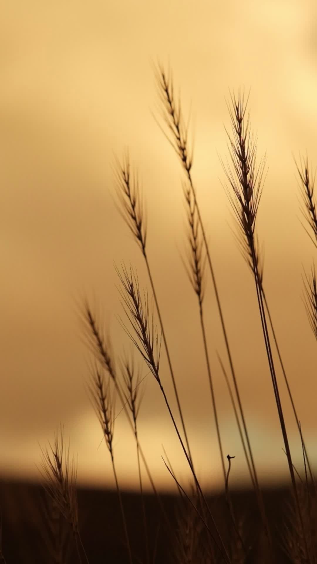 Golden Wheat Stalks Swaying at Sunset Free Stock Video Footage, Royalty ...