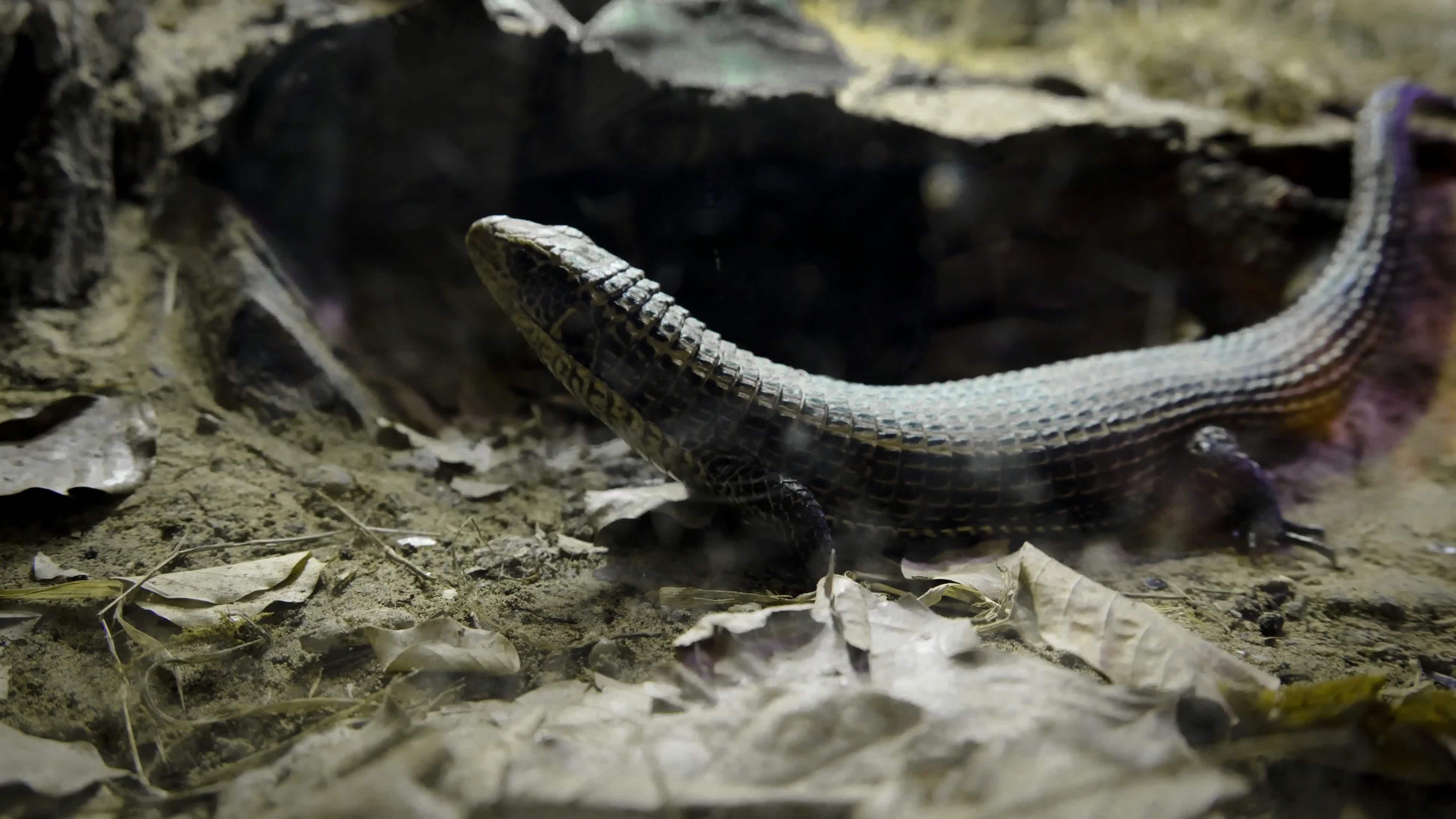 Wild Lizard Exploring Natural Habitat Free Stock Video Footage, Royalty ...