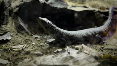 wild lizard exploring natural habitat