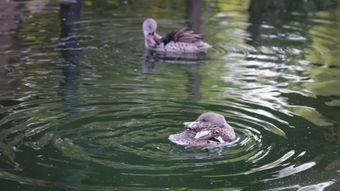 水管抖动的视频高清视频视频素材
