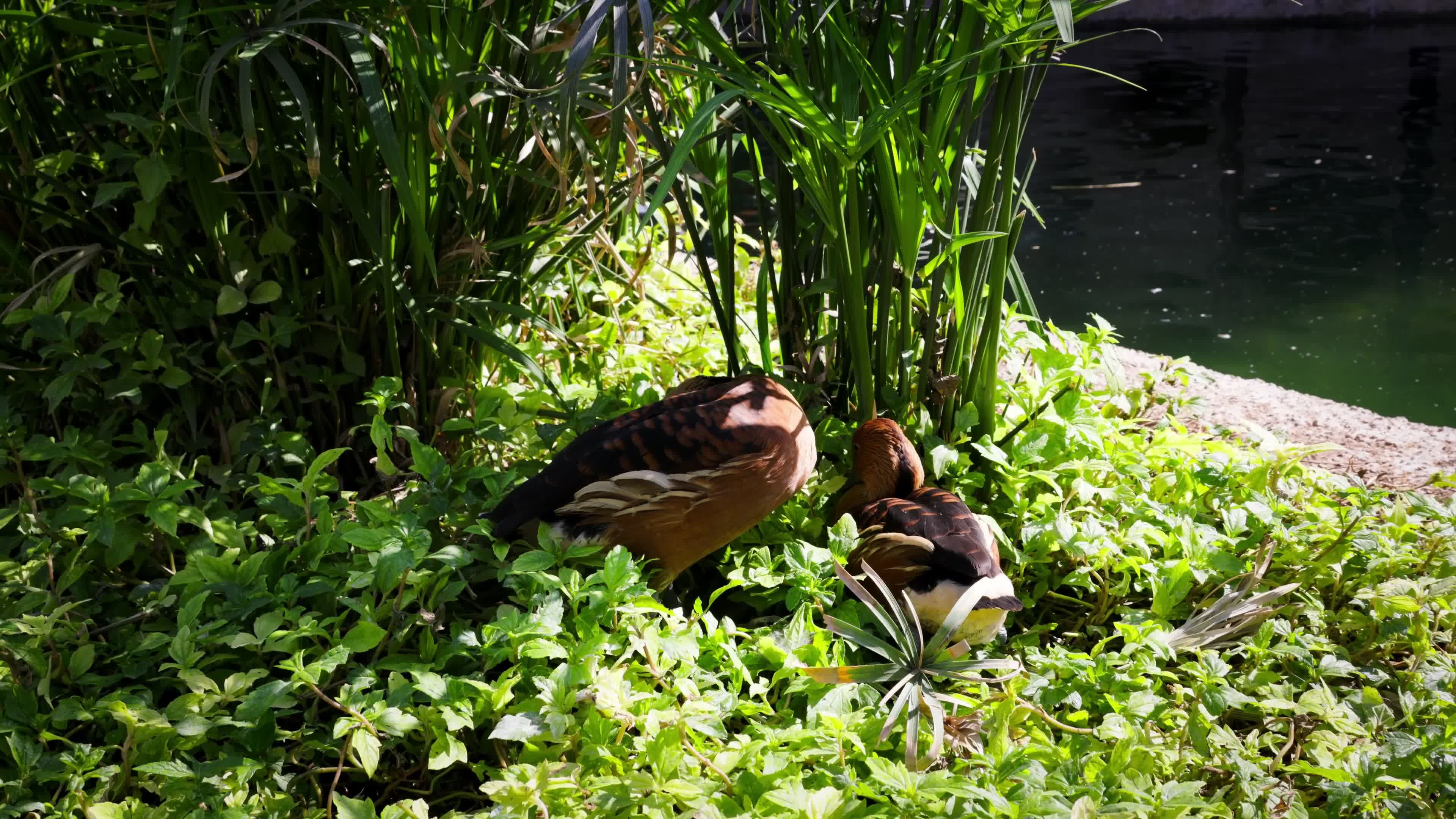 Ducks Resting by the Pond in Lush Greenery Free Stock Video Footage ...