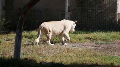 majestic white lion walking in enclosure