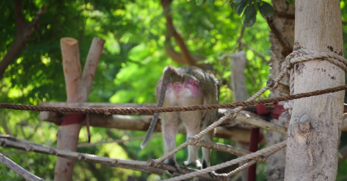 Monkey Rope Rescue Playful Monkey on Jungle Rope Bridges Free Stock Video Footage, Royalty ...