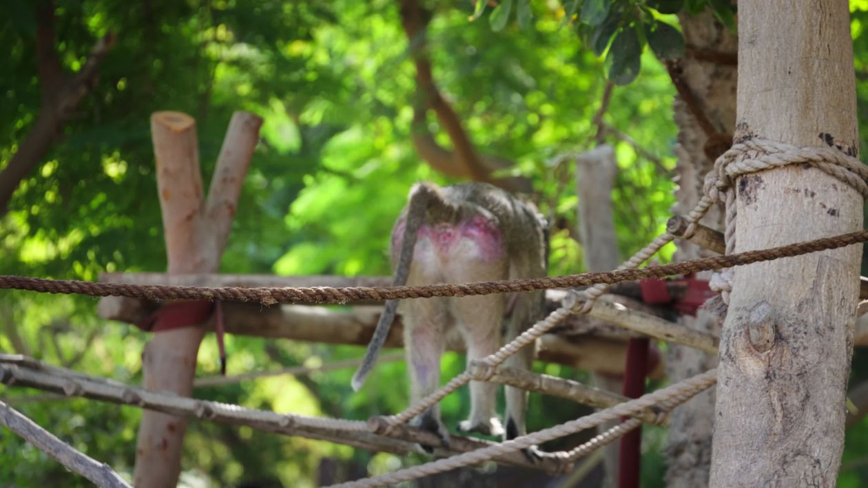 Monkey Rope Bridge Playful Monkey on Jungle Rope Bridges Free Stock Video Footage, Royalty ...
