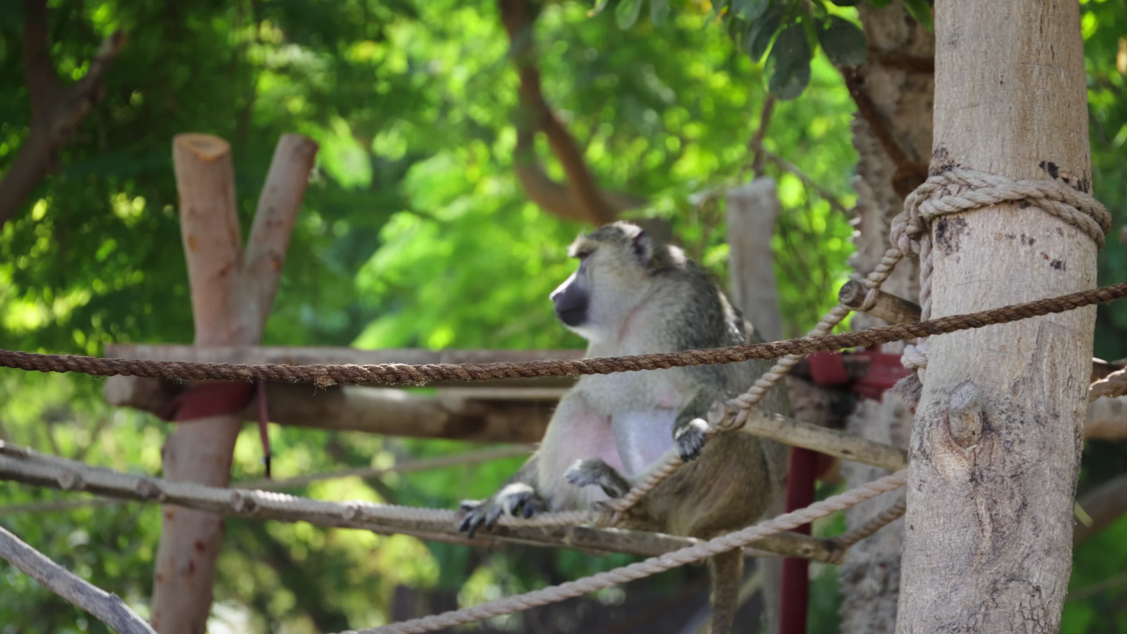 Vervet Monkey Relaxing on Wooden Ropes Free Stock Video Footage ...