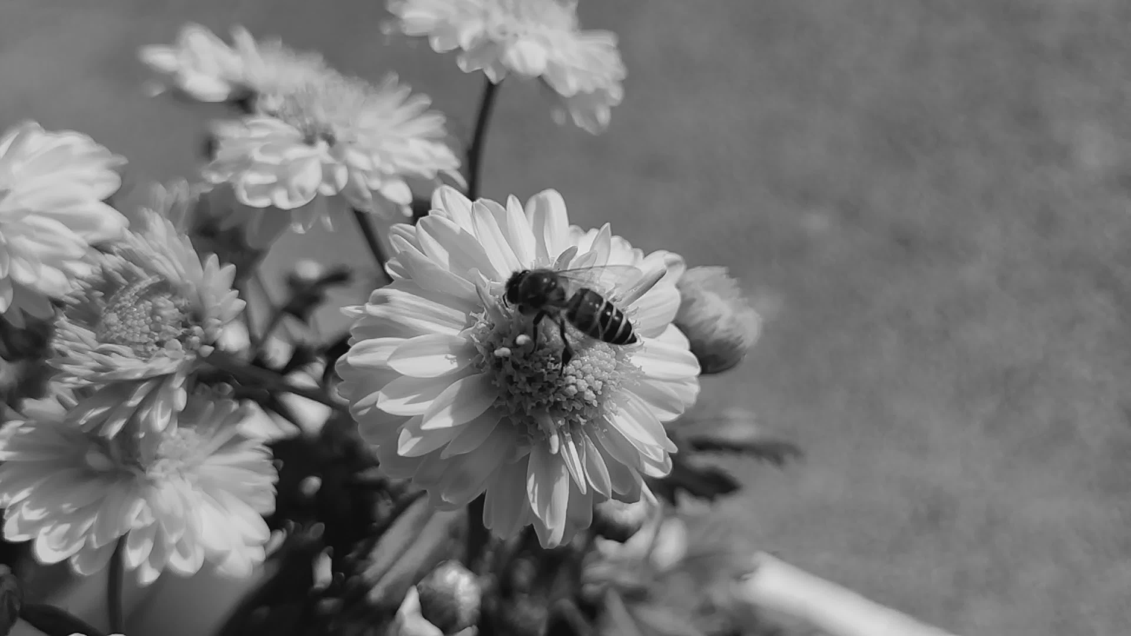 Bee Collecting Nectar from Flowers in Slow Motion Free Stock Video ...