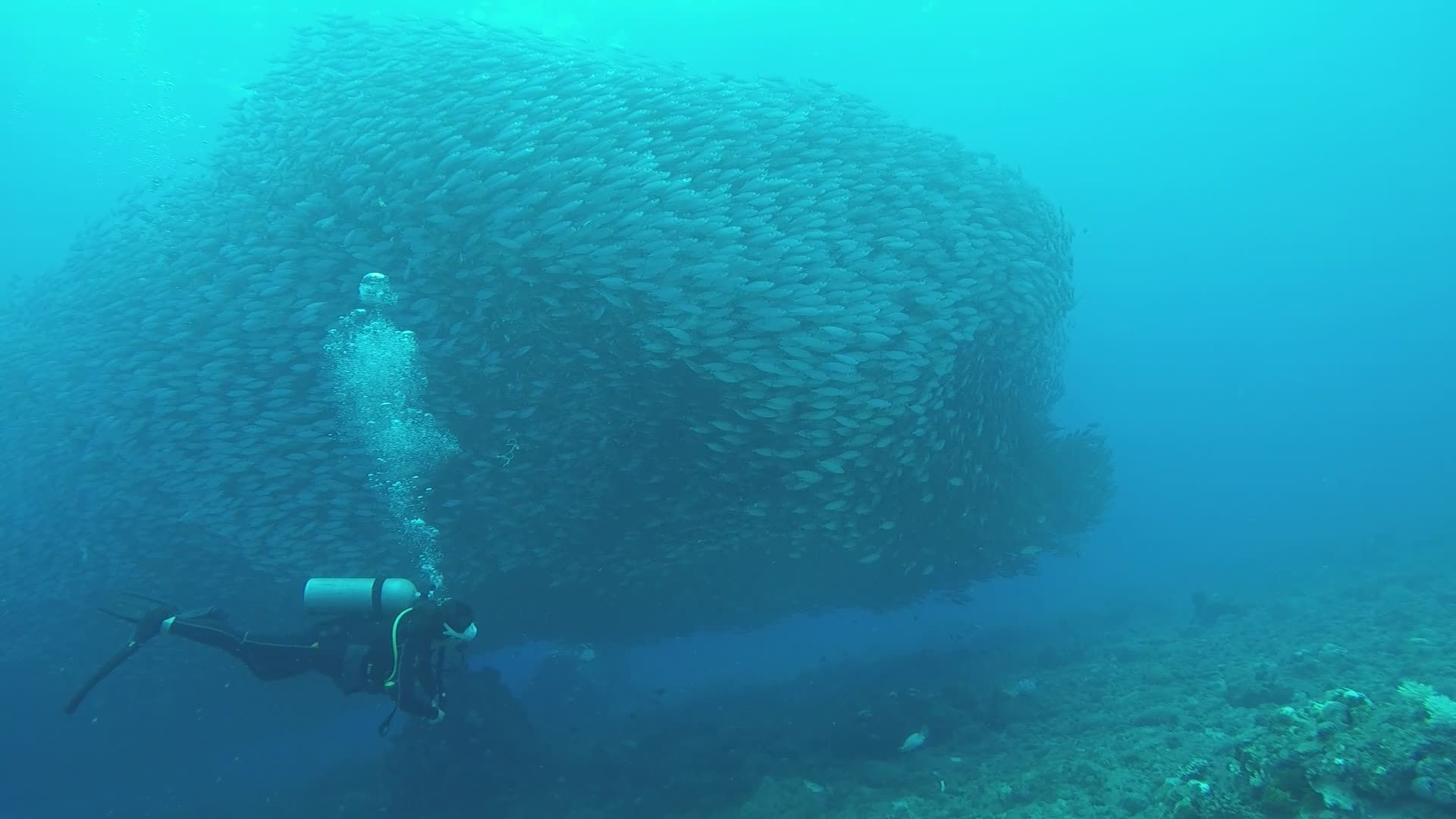 Diver Swimming with Large Fish School Underwater Free Stock Video ...