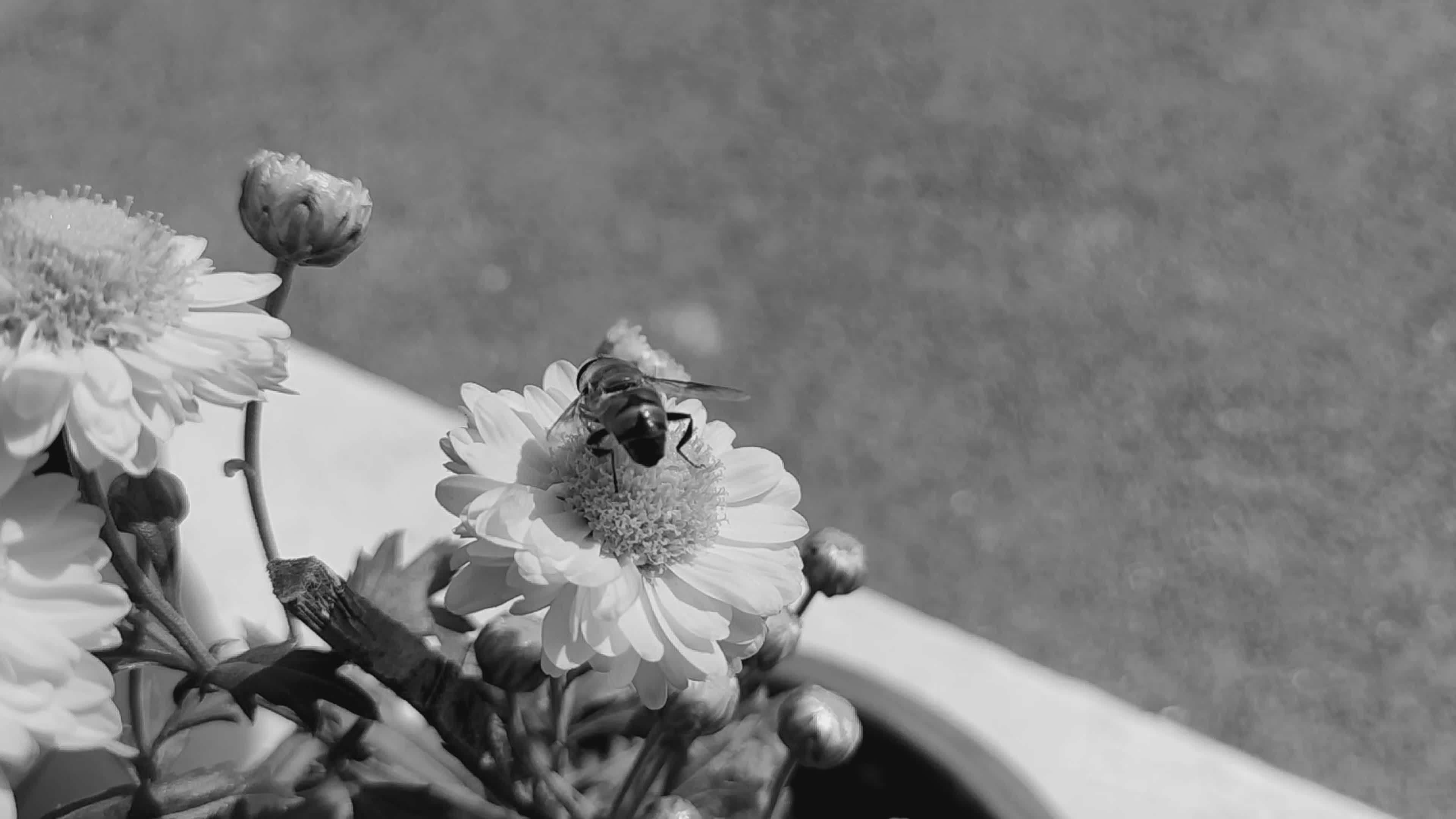 Bee Collecting Nectar on Black and White Chrysanthemum Free Stock Video ...