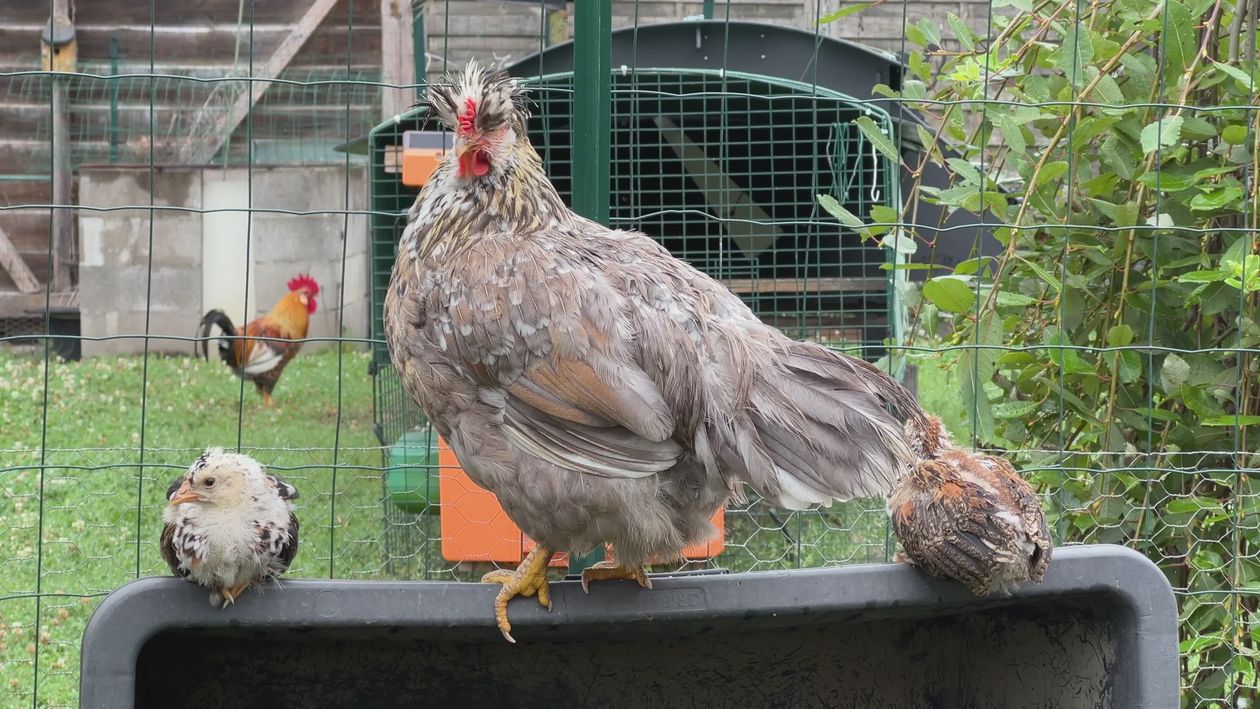 Chicken Reference Image Chickens in a Peaceful Farm Setting Free Stock Video Footage, Royalty ...