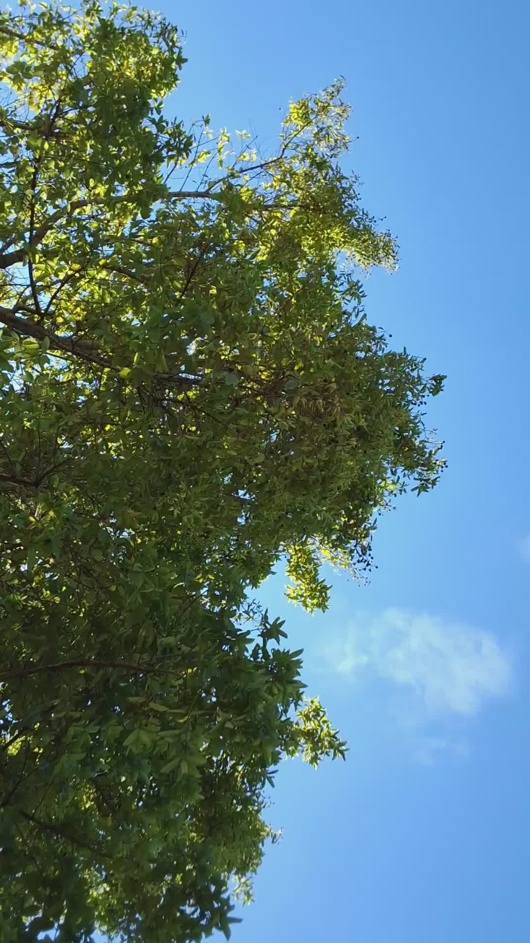 Lush Green Tree Against a Clear Blue Sky Free Stock Video Footage ...