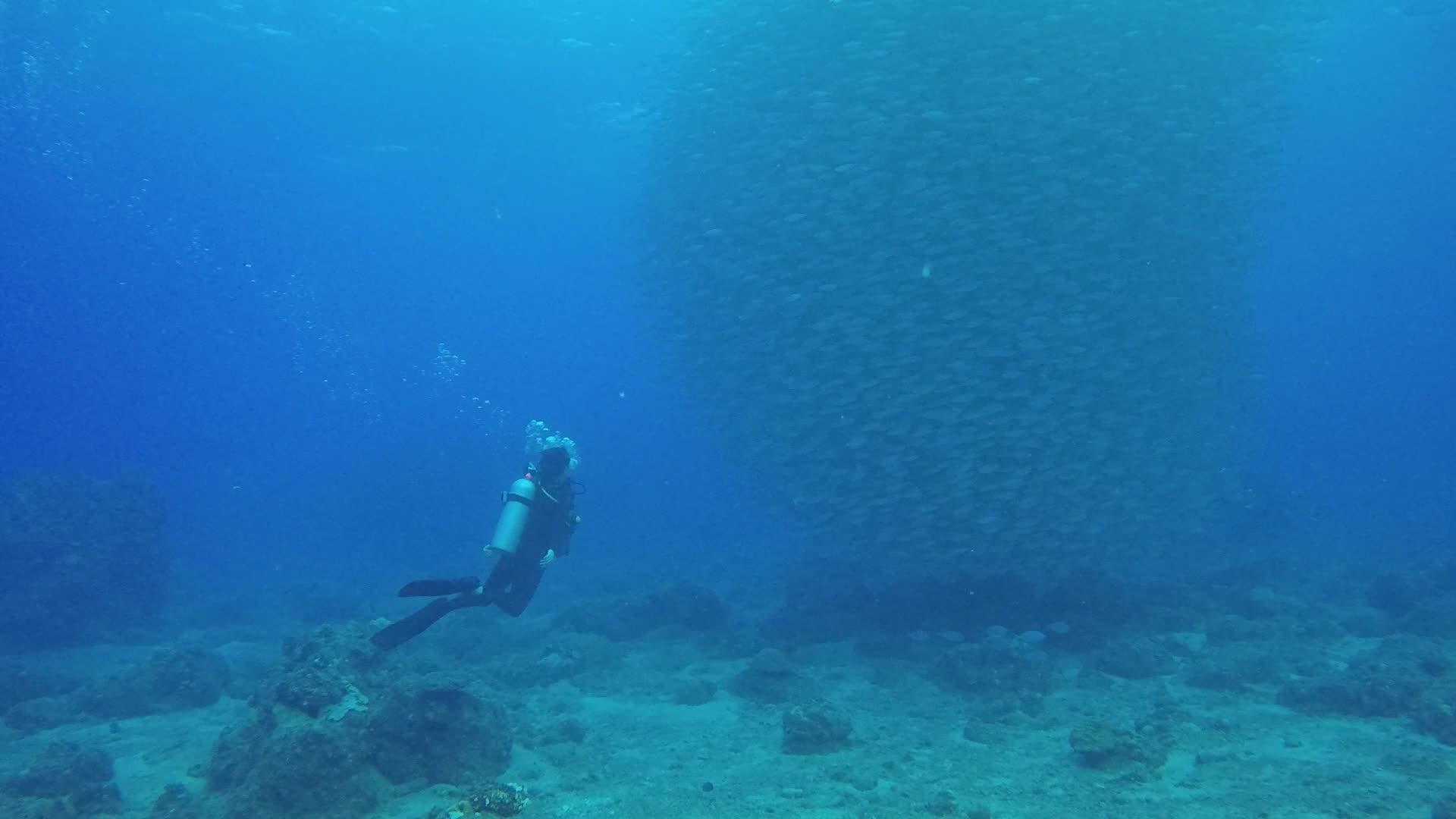 Diver Exploring Large Fish School Underwater Free Stock Video Footage ...