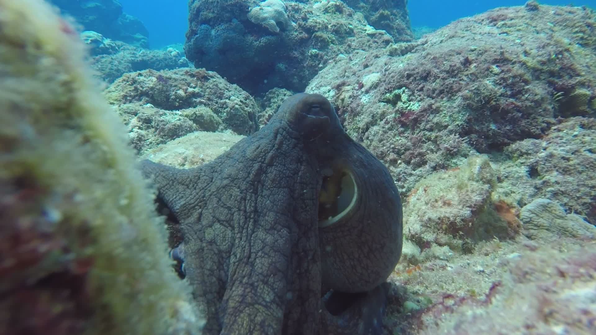 Explore Underwater with Majestic Octopus Free Stock Video Footage ...