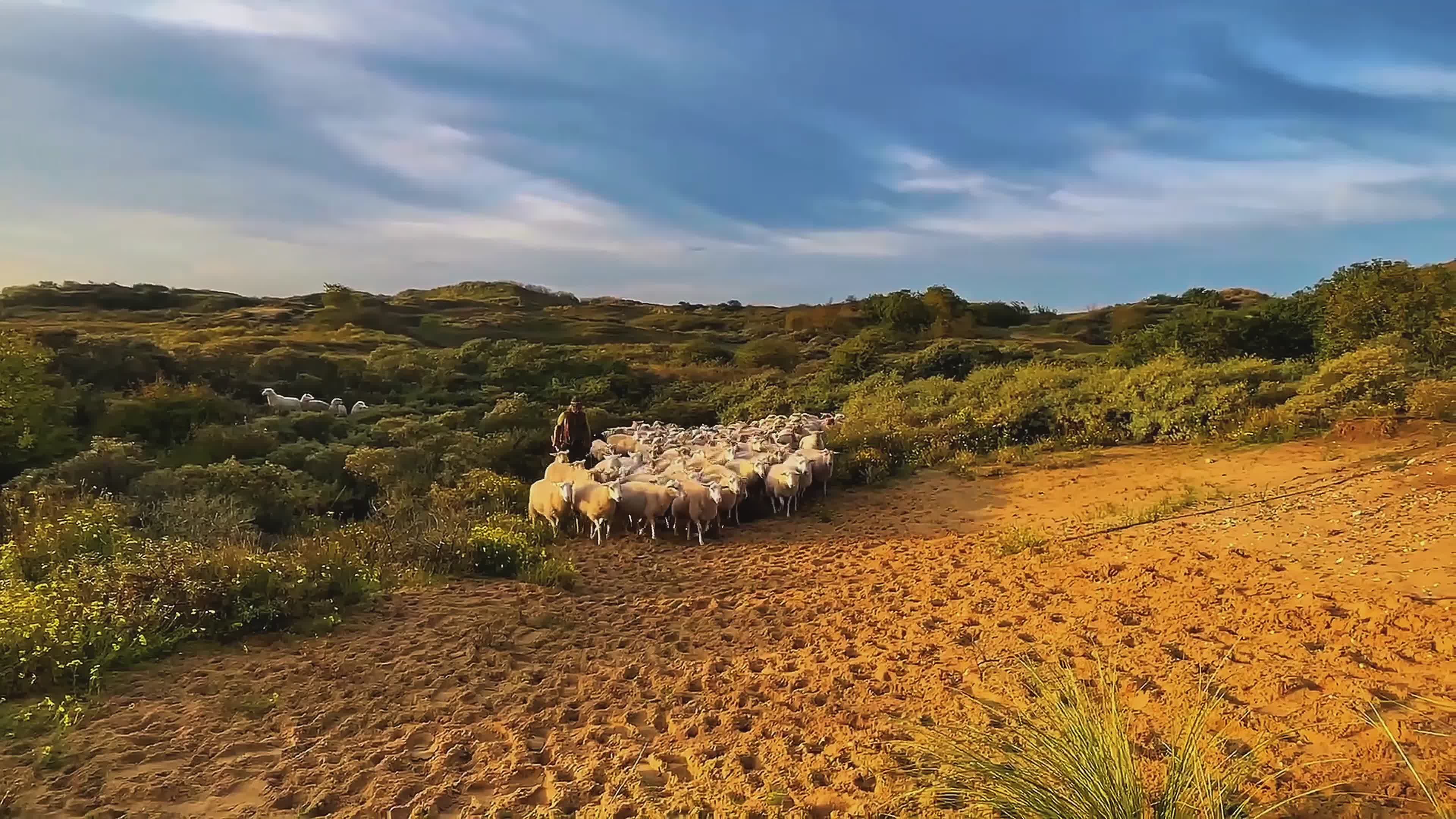Sheep Grazing on Scenic Hillside at Sunset Free Stock Video Footage ...