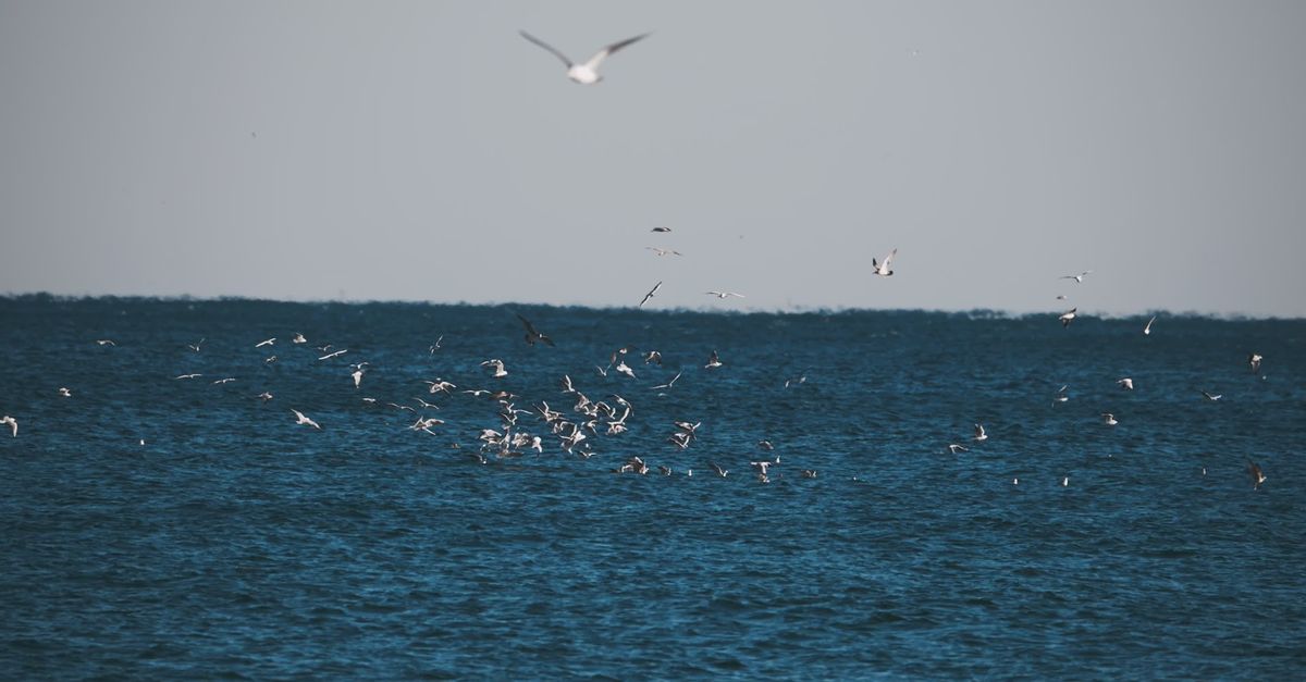 Over Flocking Seagulls Flocking Over The Ocean Free Stock Video Footage, Royalty-Free ...