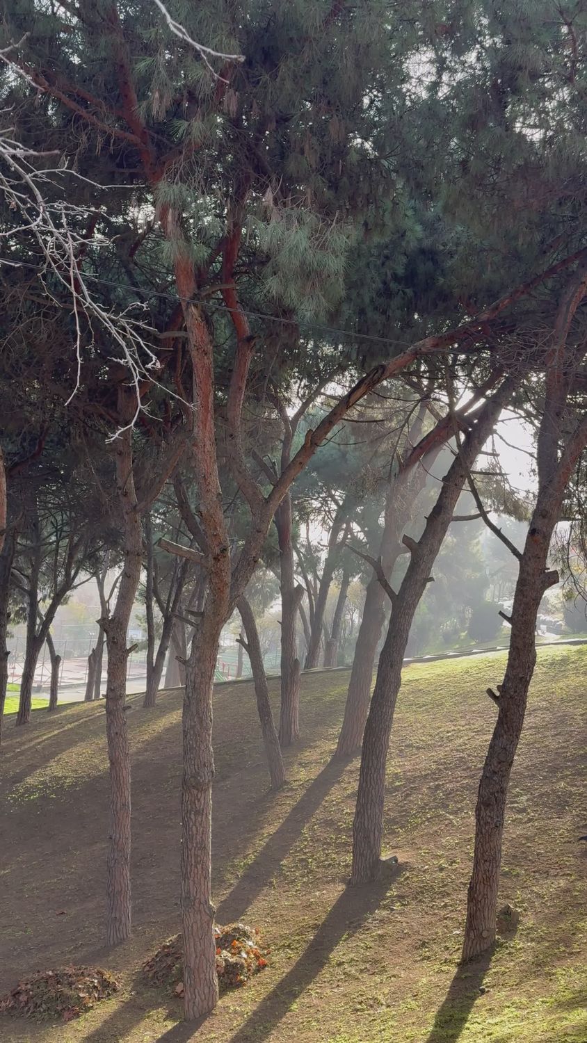 Serene Sunlit Forest Park Scene with Trees Free Stock Video Footage ...