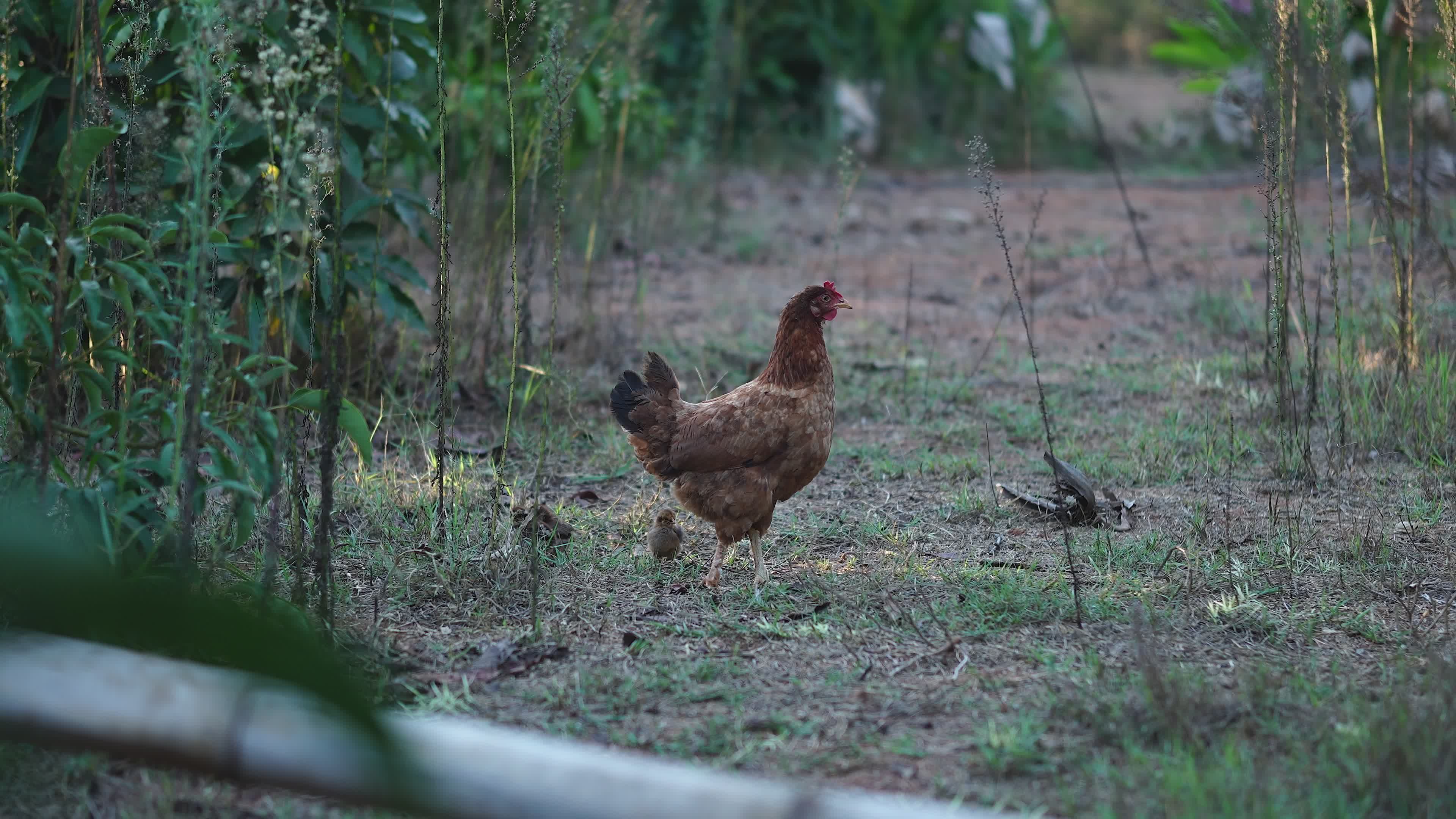 Brown Hen Walking in Outdoor Garden Scene Free Stock Video Footage ...