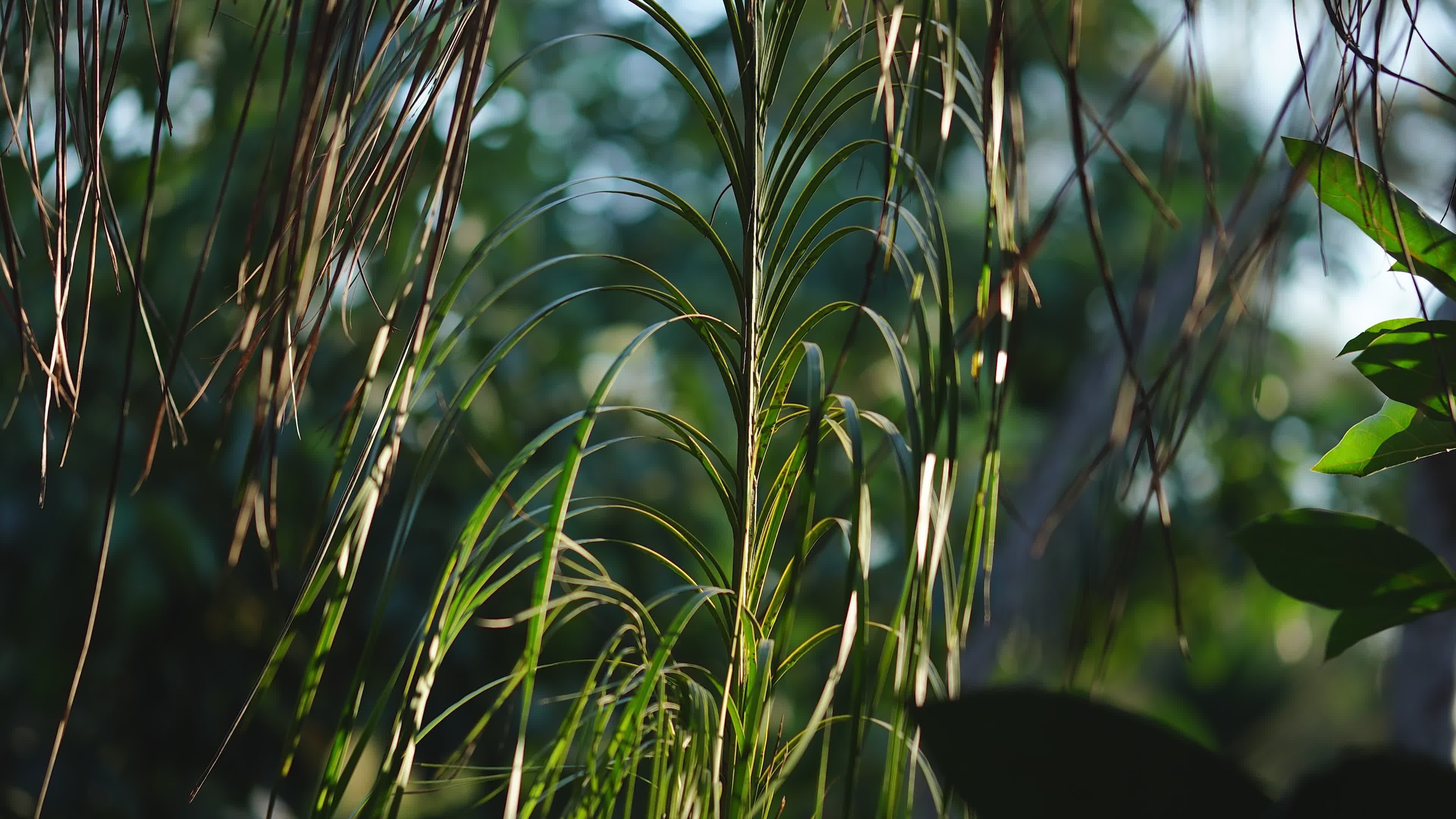 lush greenery in tropical jungle setting 35088076 — free pexels stock footage