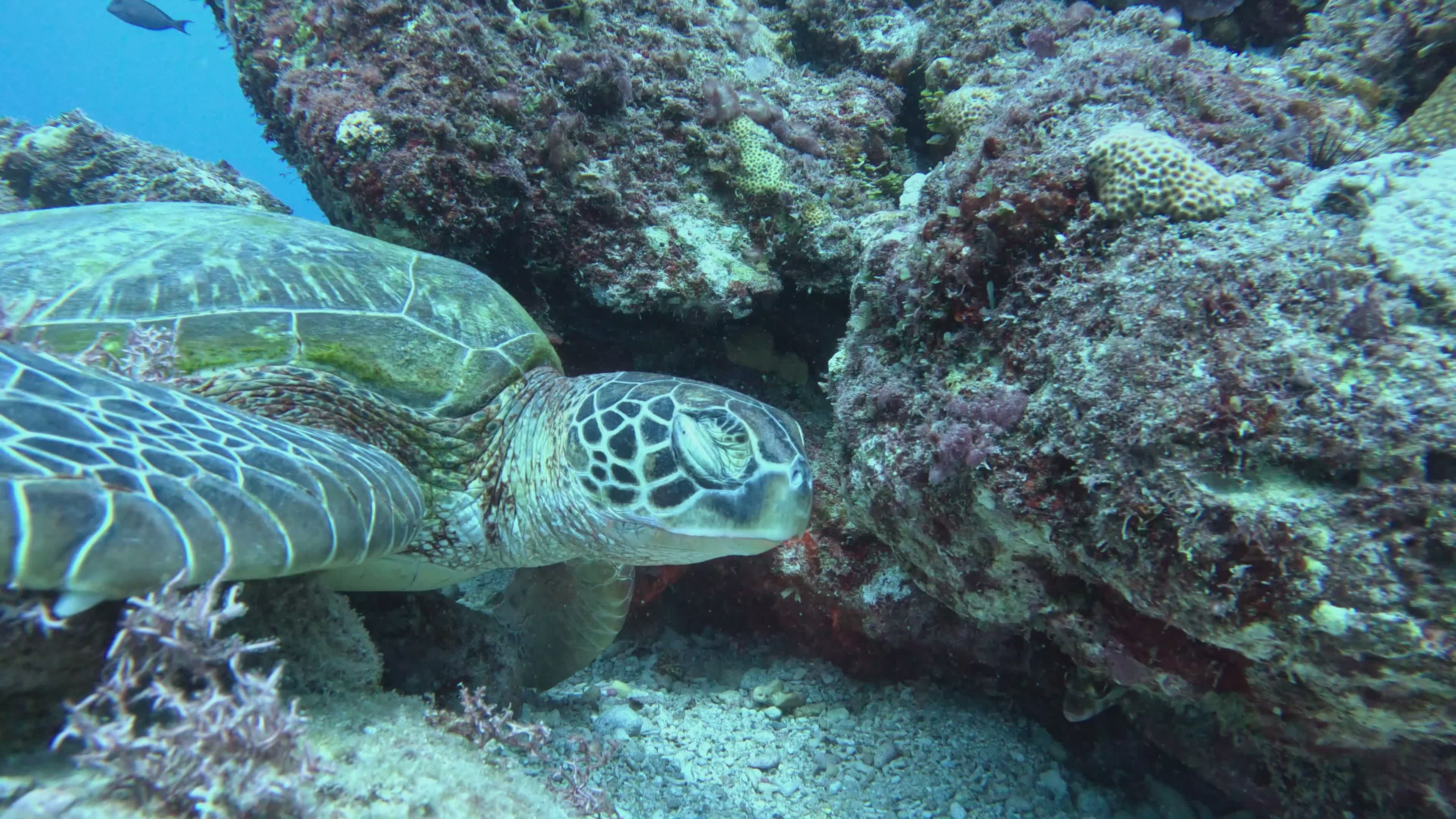 Serene Sea Turtle Exploring Coral Reefs Free Stock Video Footage ...