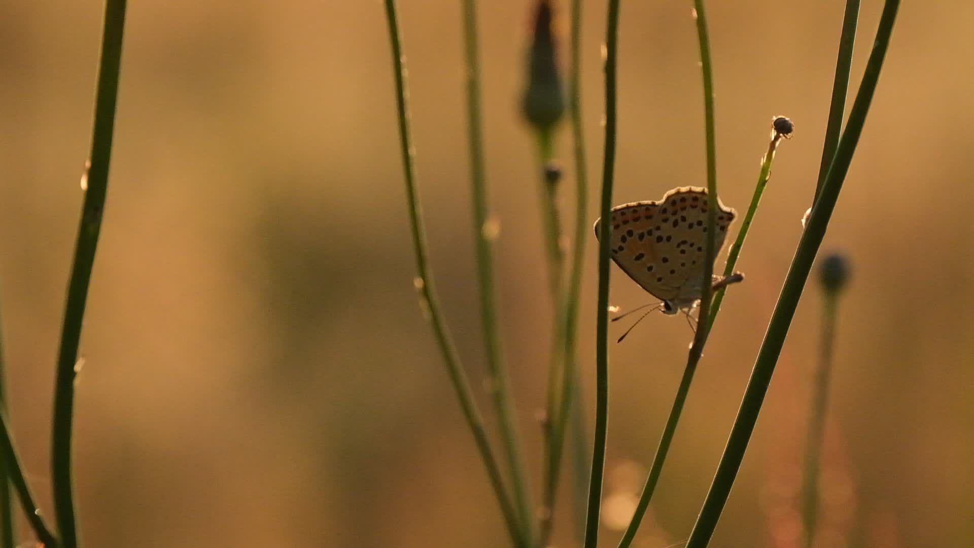 Video by Roman Biernacki