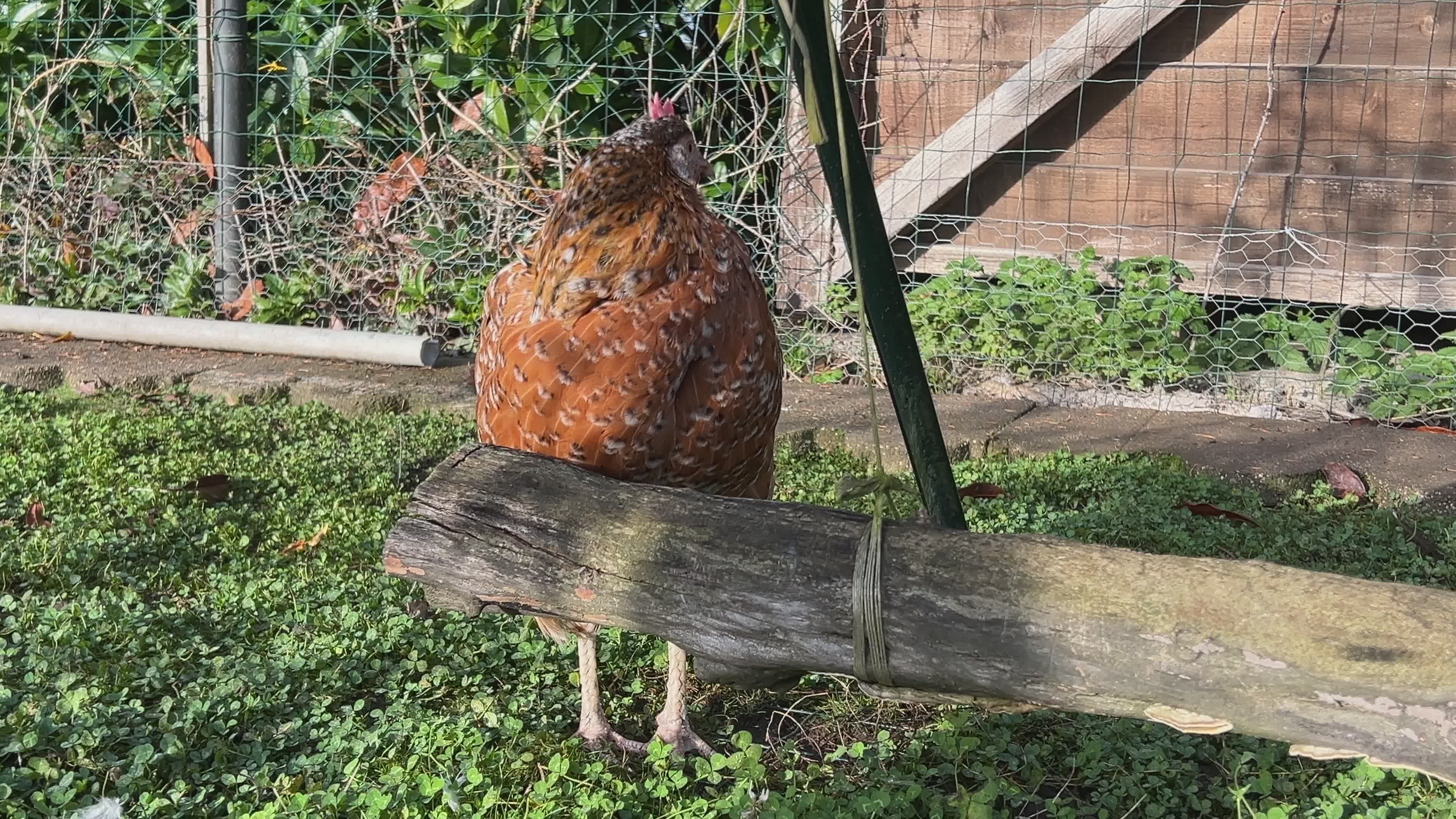 Rustic Hen Resting on Wooden Perch in Countryside Free Stock Video ...