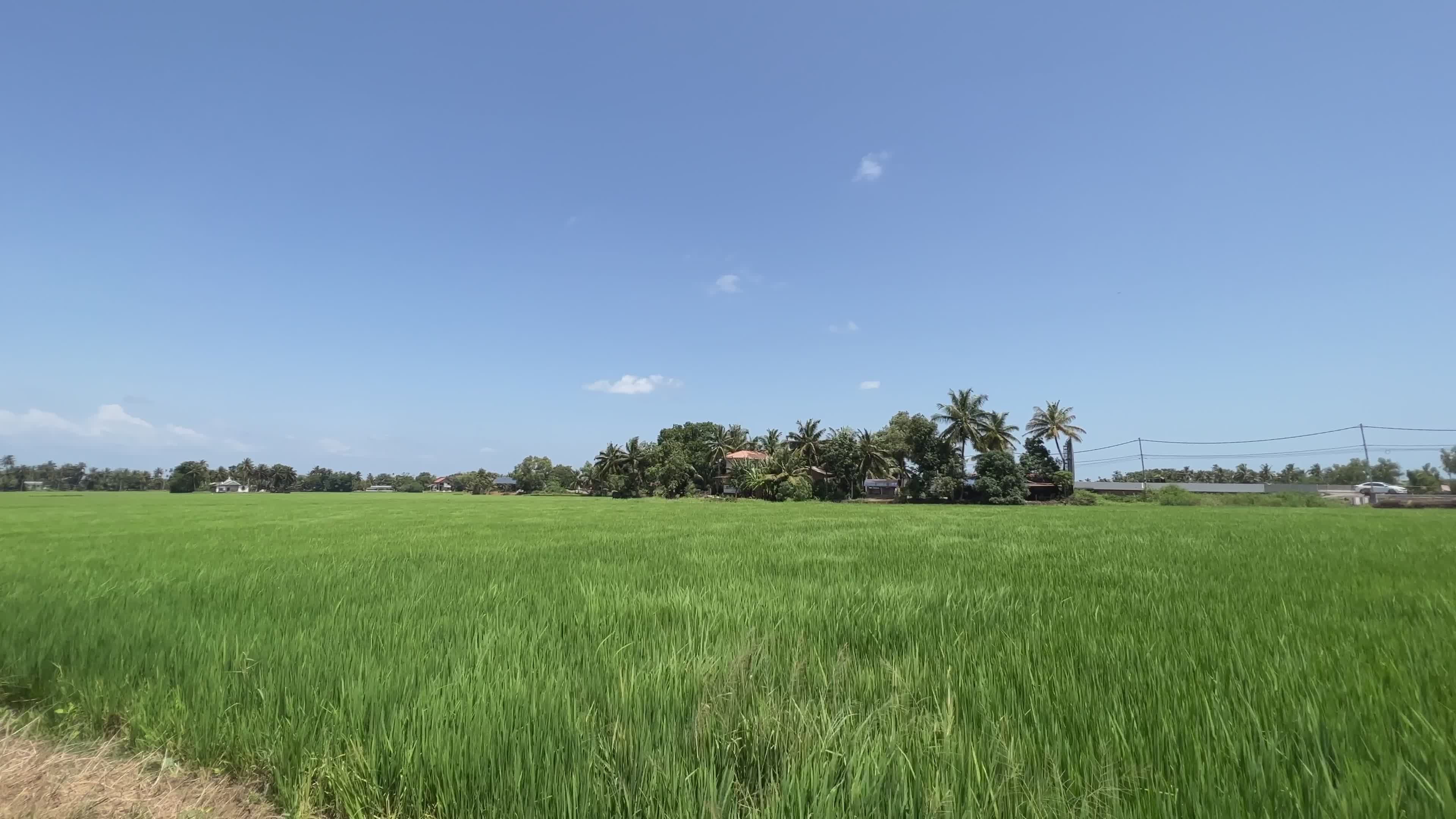 Lush Green Rice Field Under Clear Blue Sky Free Stock Video Footage ...