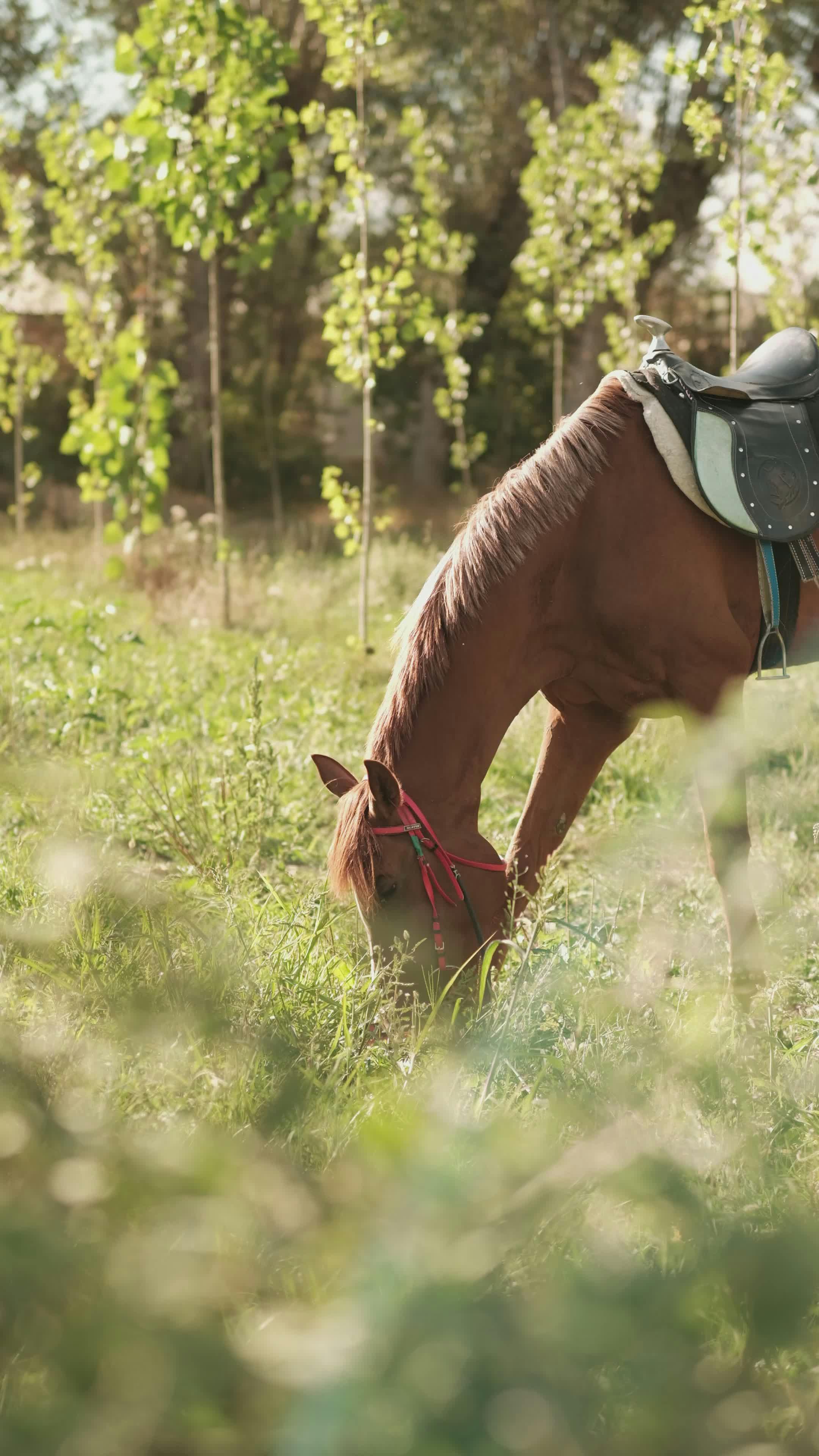 Video by Taha Çendek