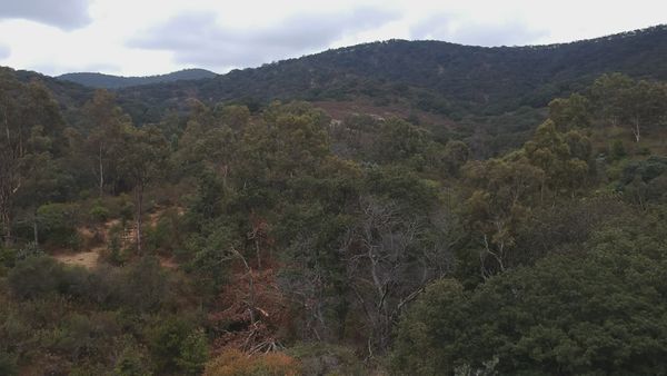 Drone Footage of a Dense Mountain Forest Free Stock Video Footage ...