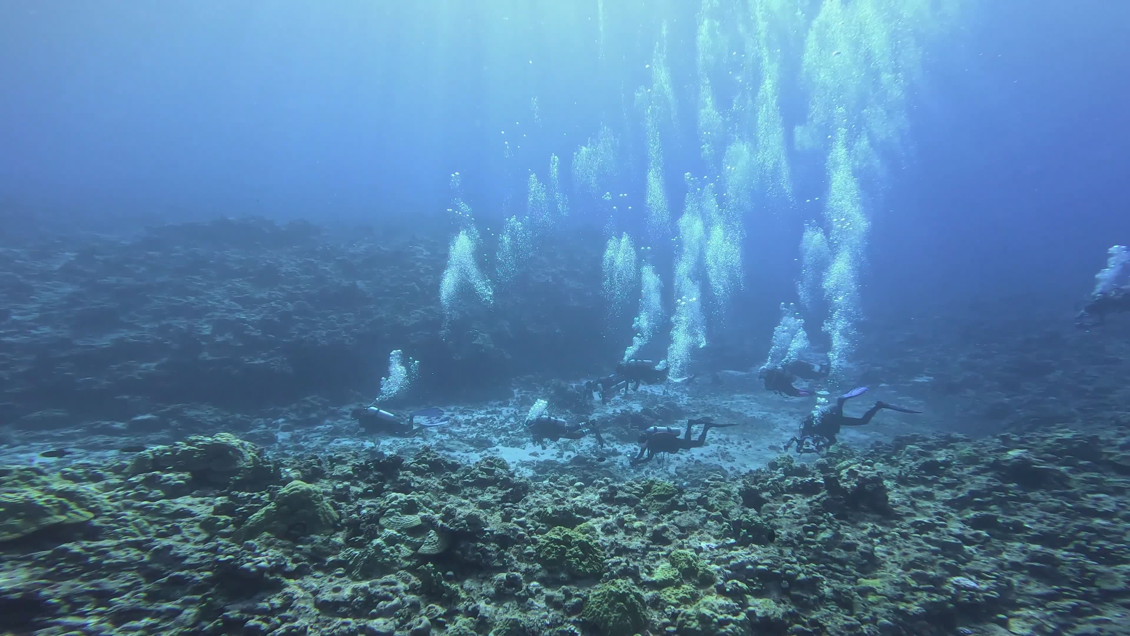 Divers Exploring Vibrant Coral Reefs Underwater Free Stock Video ...