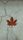 maple leaf