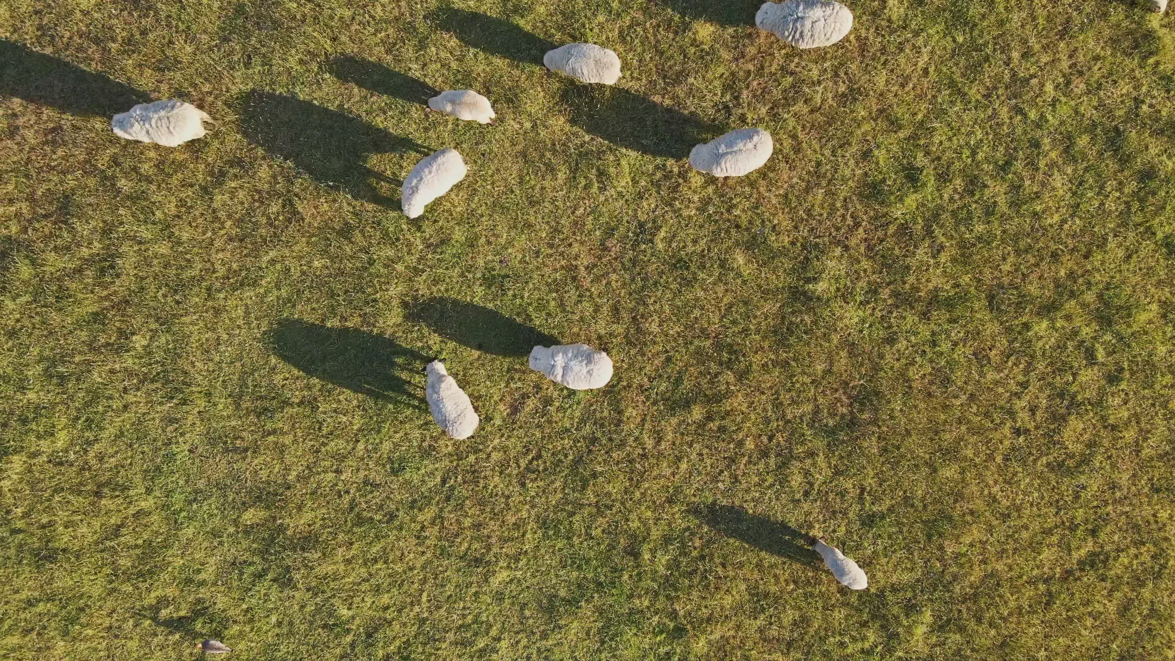 Aerial View of Grazing Sheep on Sunlit Pasture Free Stock Video Footage ...