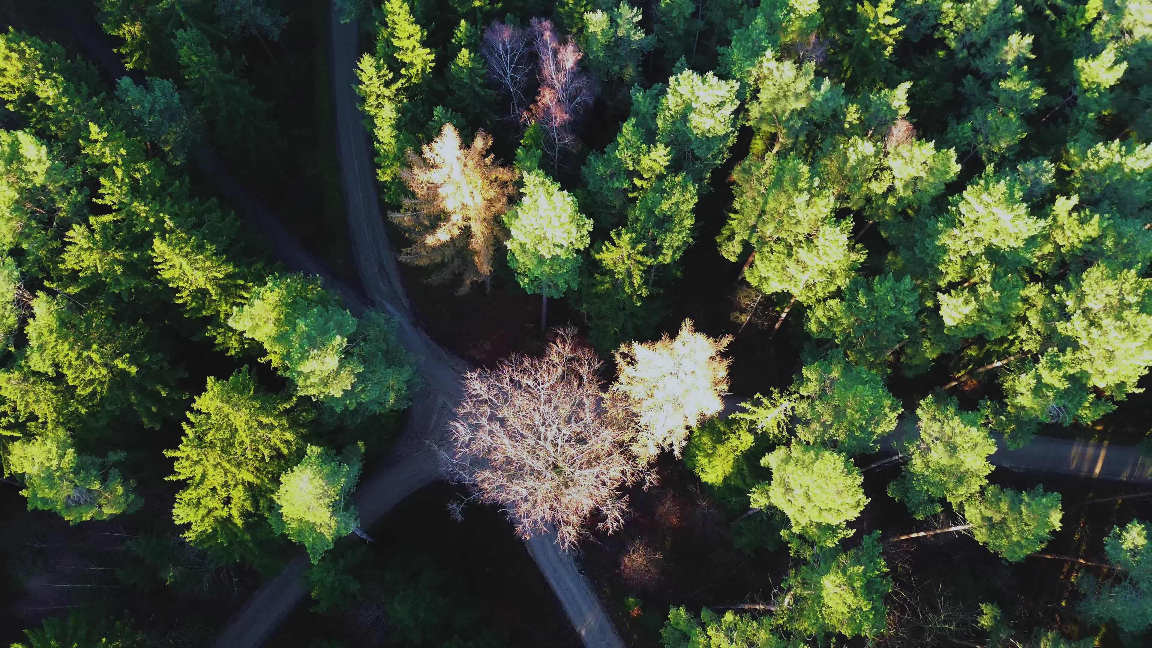 Aerial View of Forest Intersection Free Stock Video Footage, Royalty ...