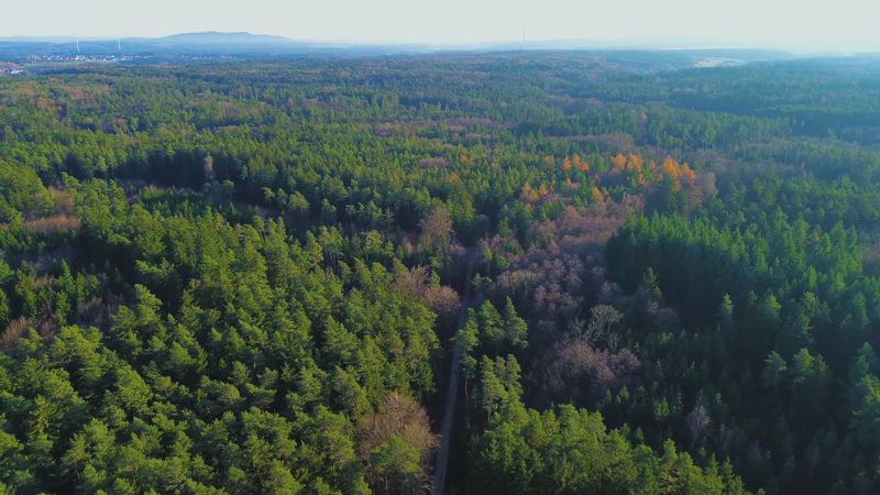 Aerial View of Forest at Sunrise Free Stock Video Footage, Royalty-Free ...